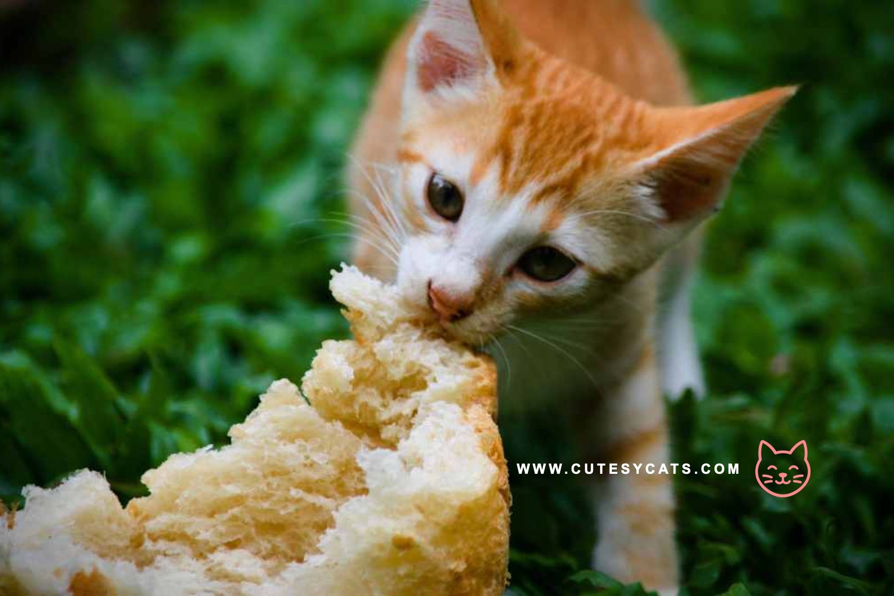 Is It Safe for Cats to Eat Bread?