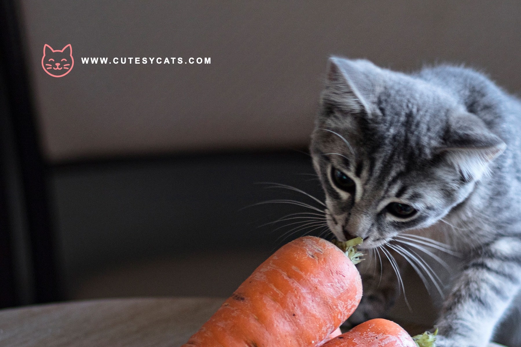 Is It Safe for Cats to Eat Carrots?