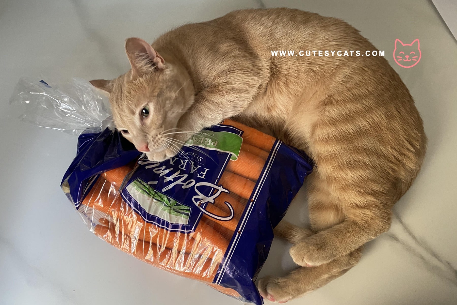 Is It Safe for Cats to Eat Carrots?