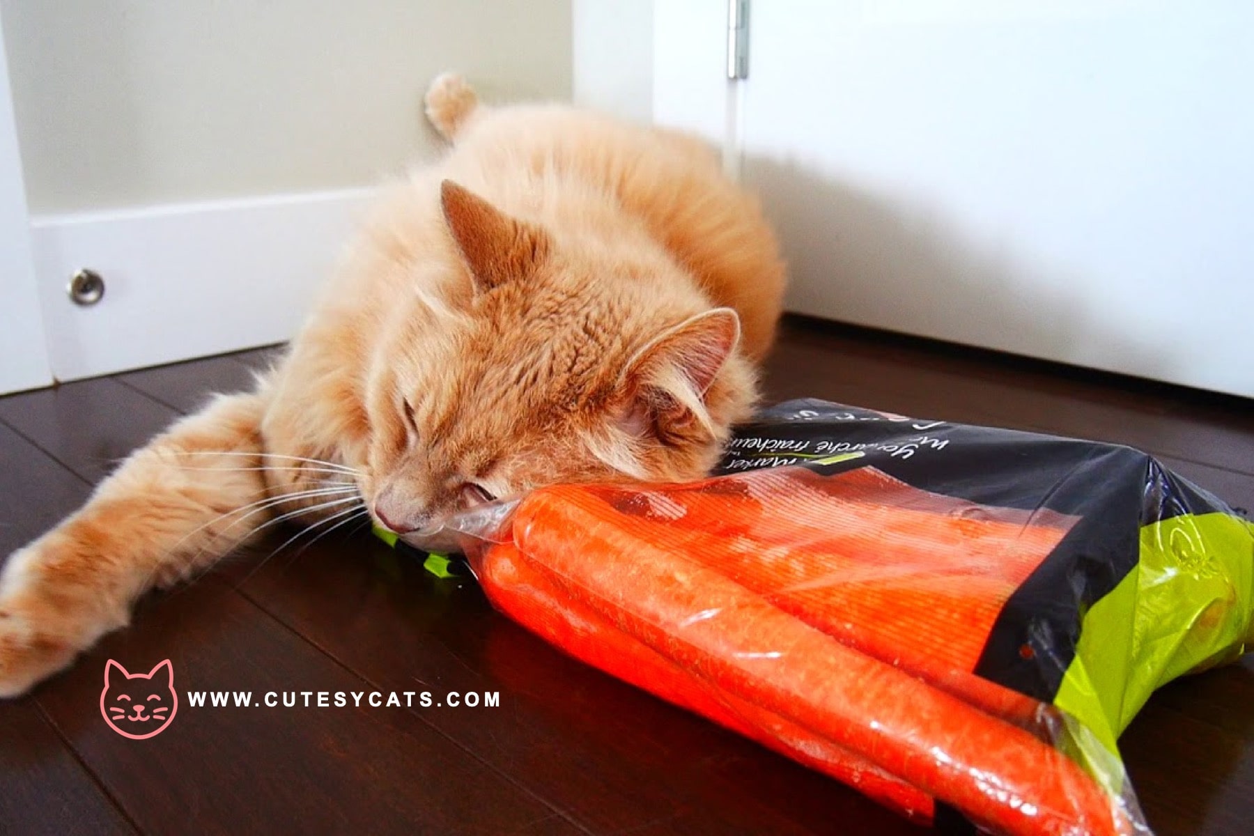 Is It Safe for Cats to Eat Carrots?