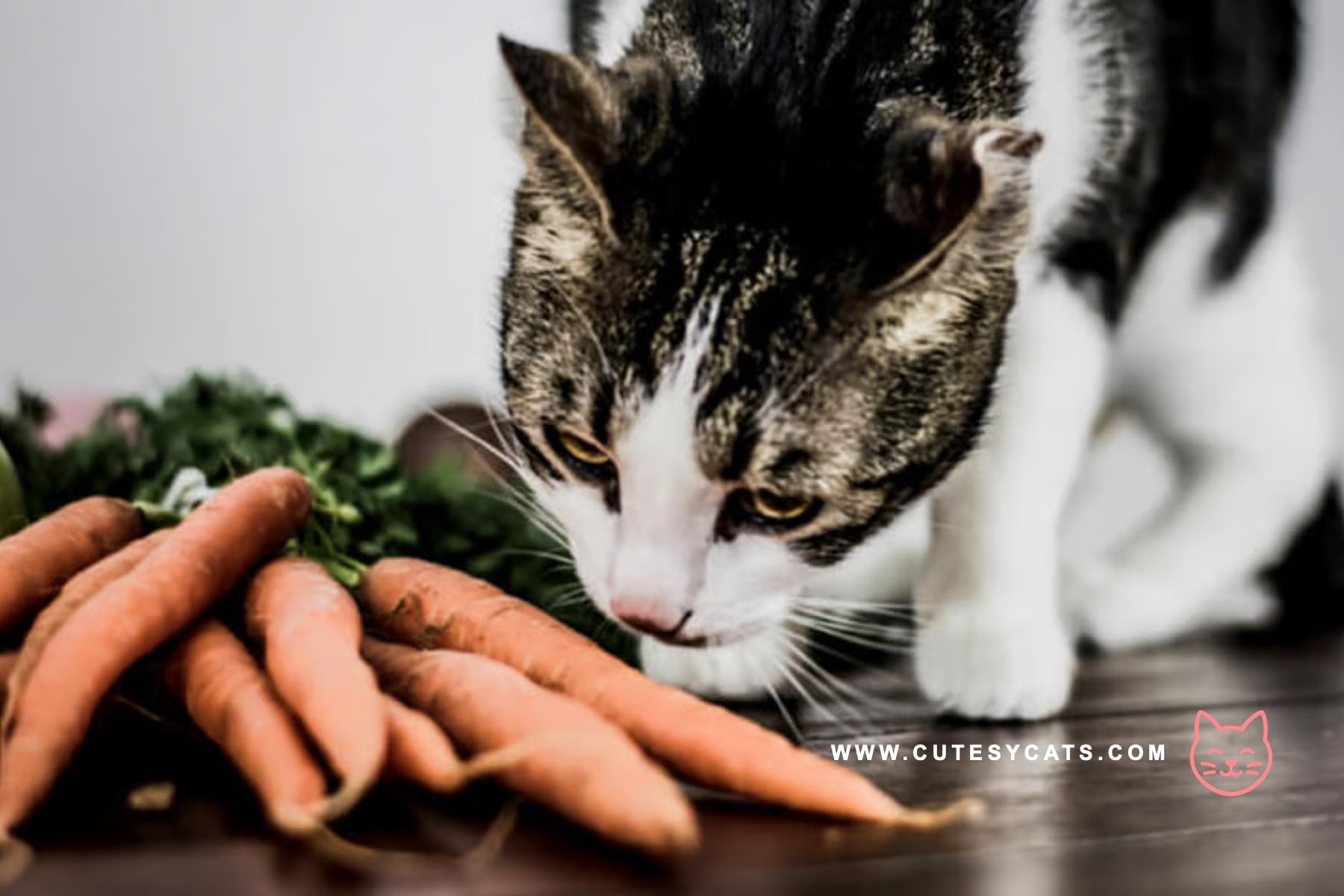 Is It Safe for Cats to Eat Carrots?