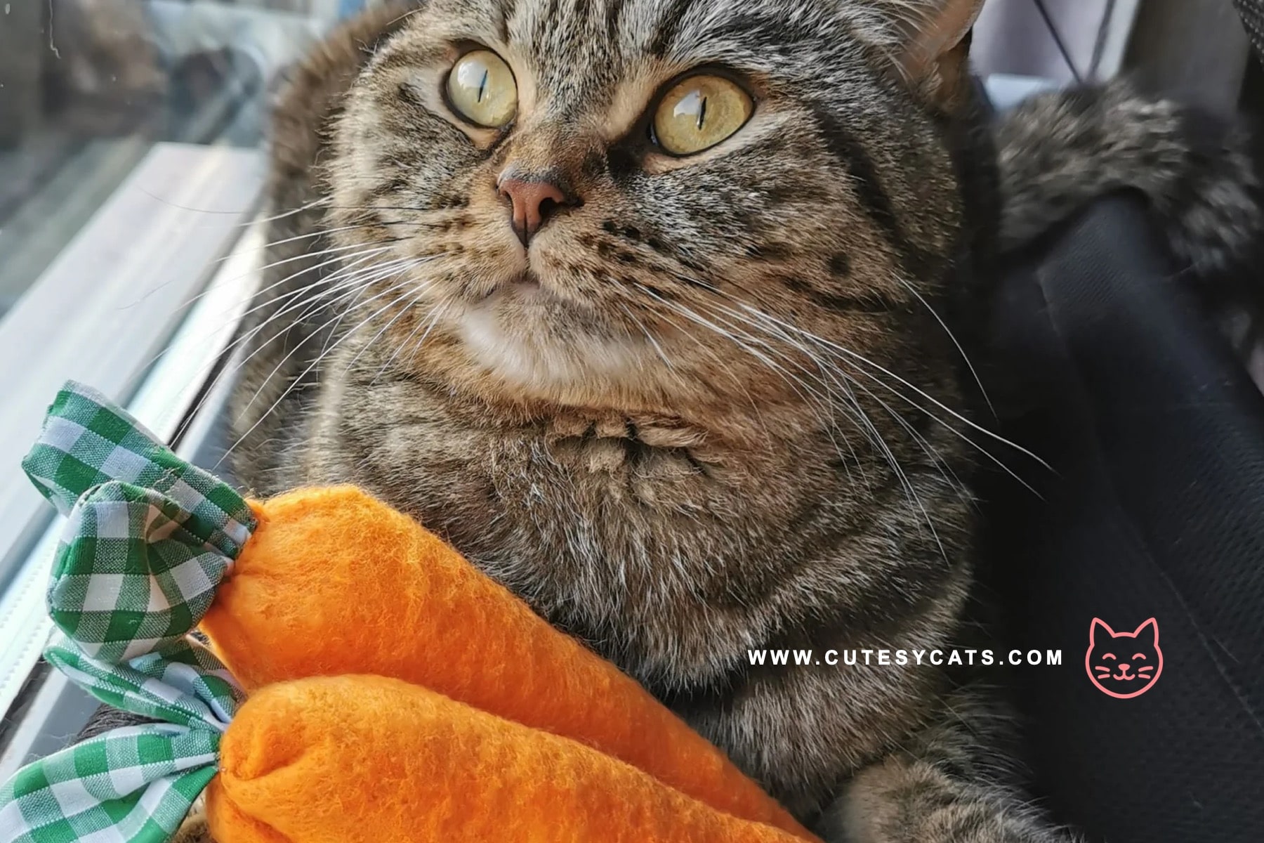 Is It Safe for Cats to Eat Carrots?