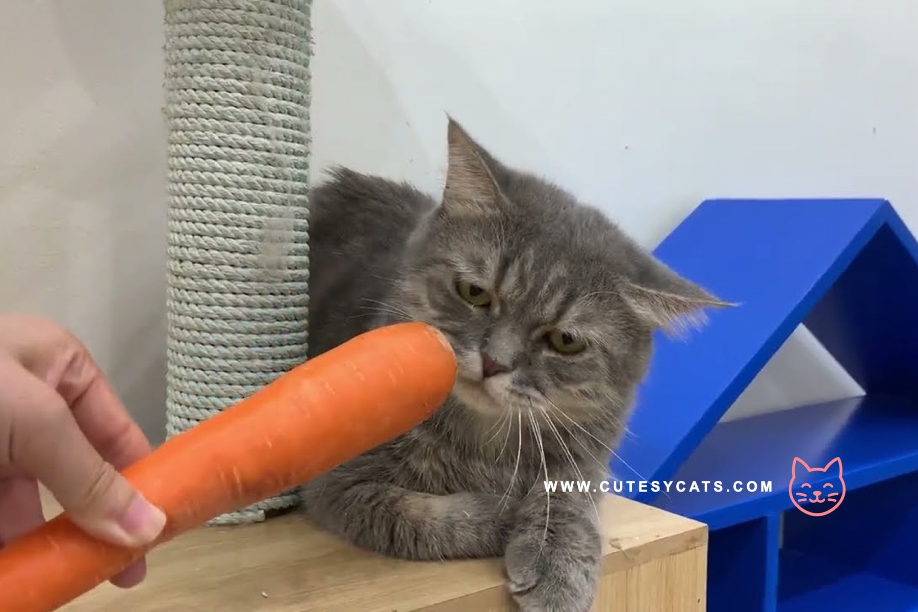 Is It Safe for Cats to Eat Carrots?