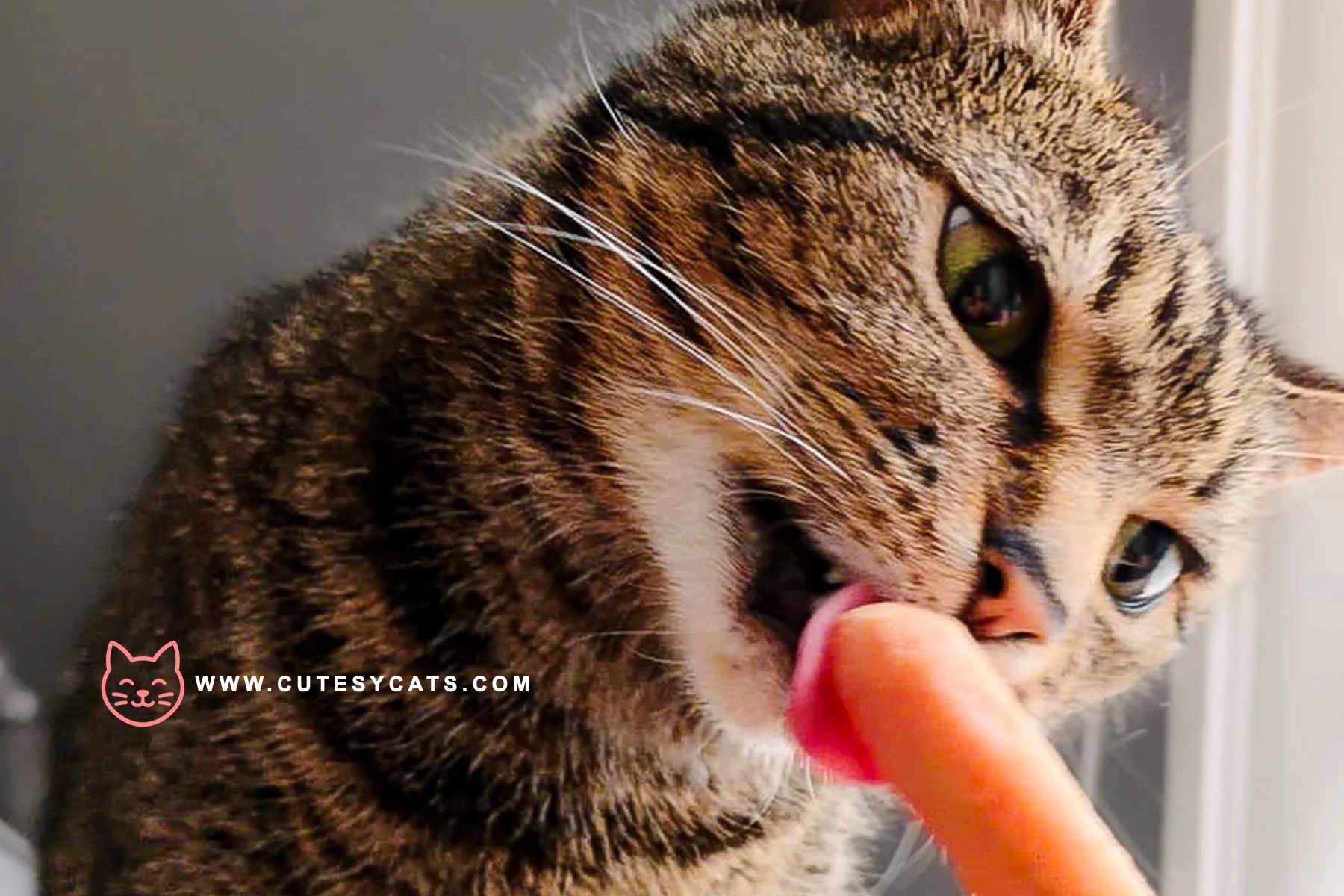Is It Safe for Cats to Eat Carrots?