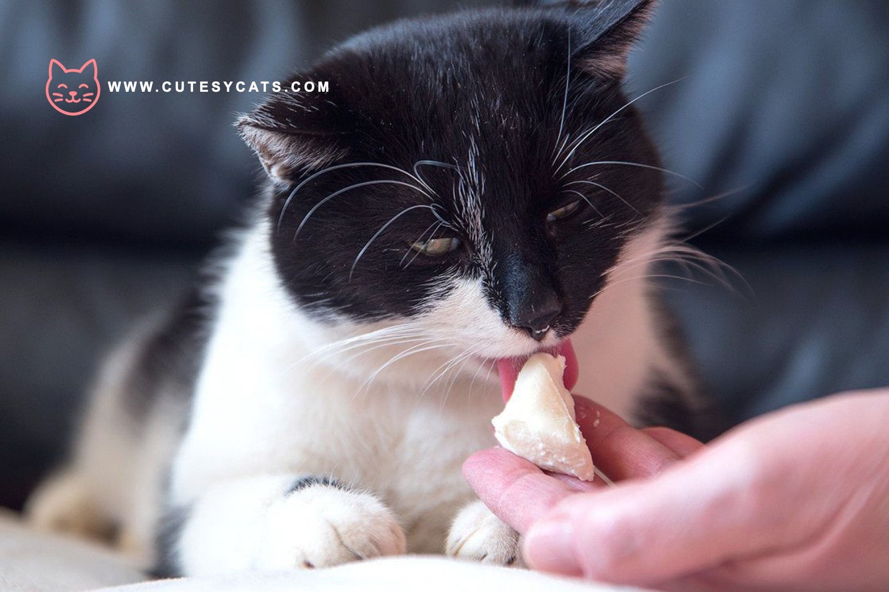 Is It Safe for Cats to Eat Cheese?