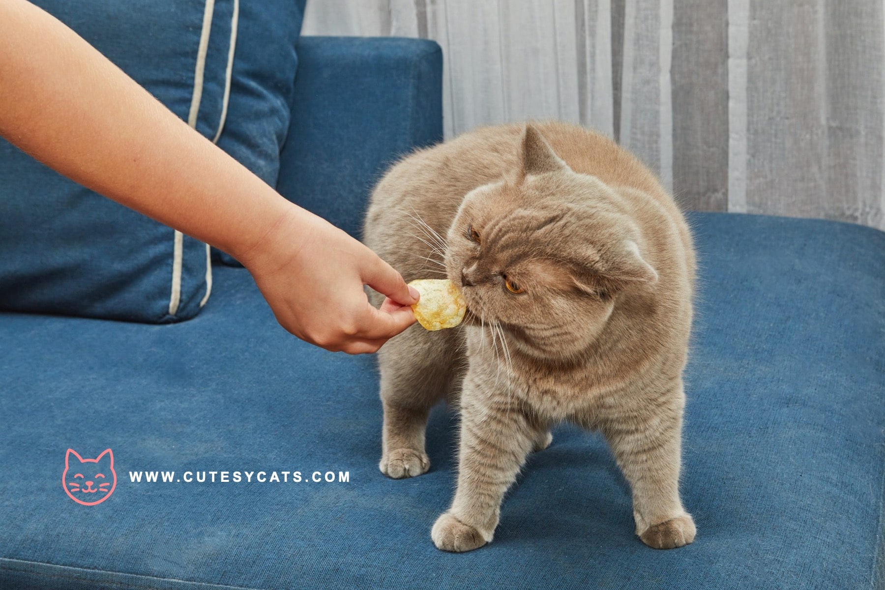 Is It Safe for Cats to Eat Cheese?