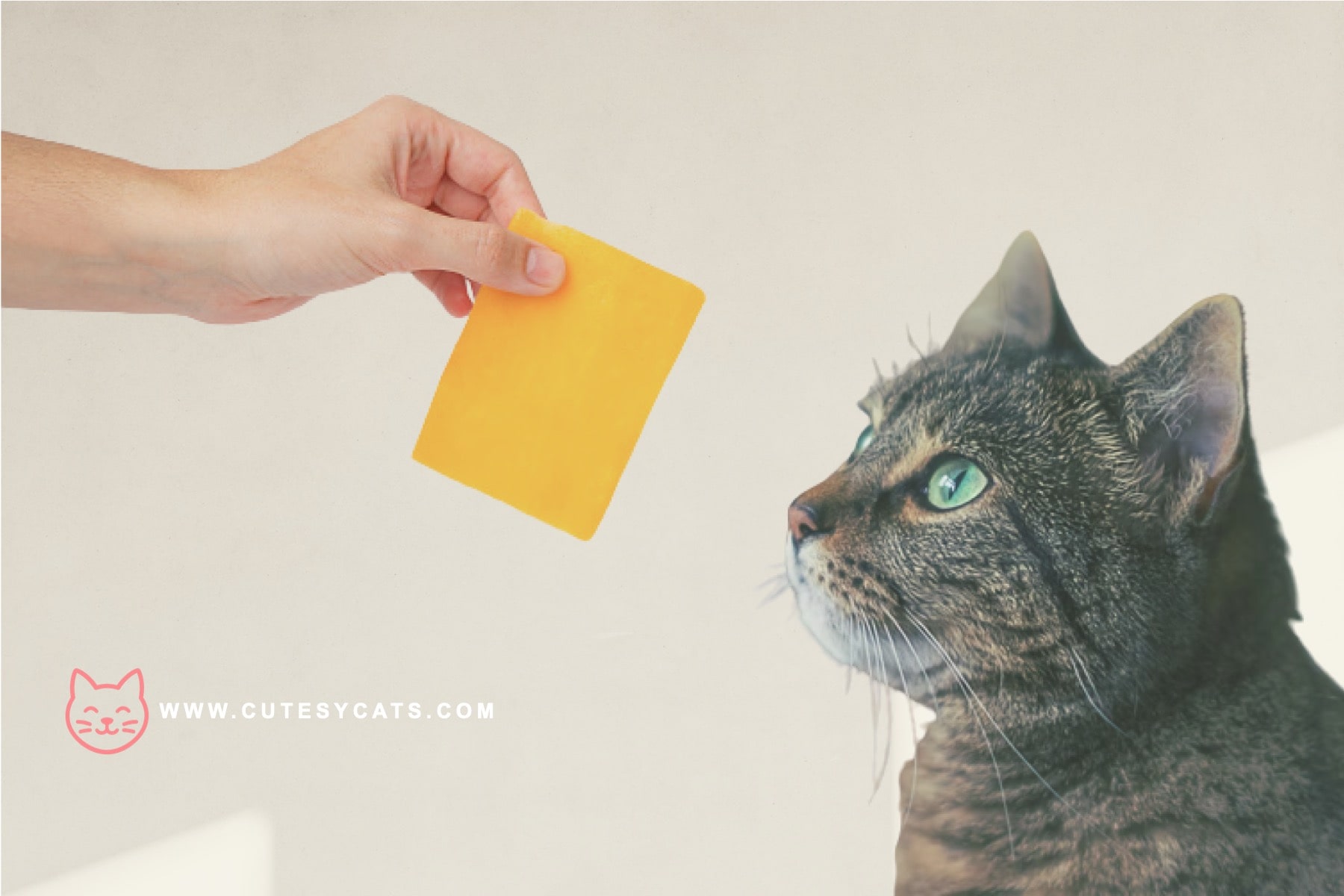 Is It Safe for Cats to Eat Cheese?