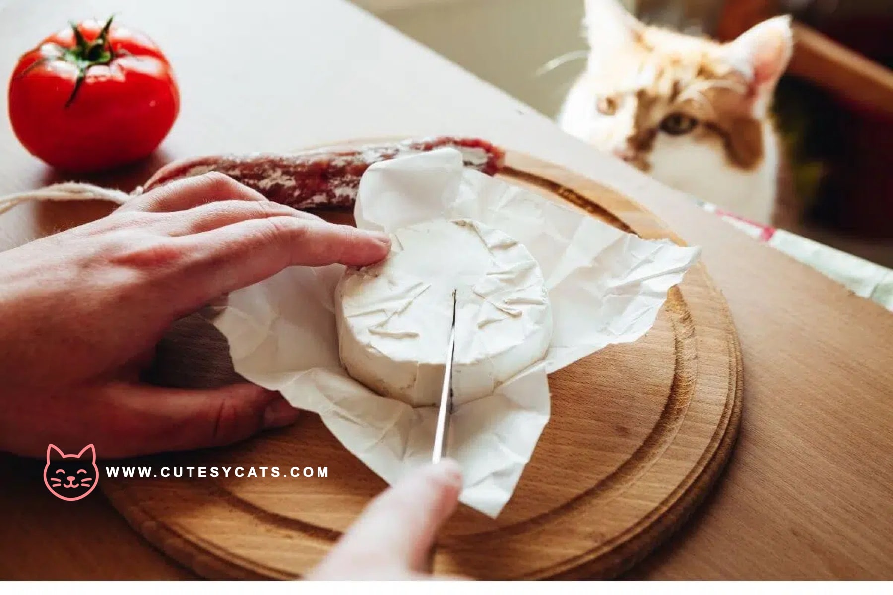 Is It Safe for Cats to Eat Cheese?