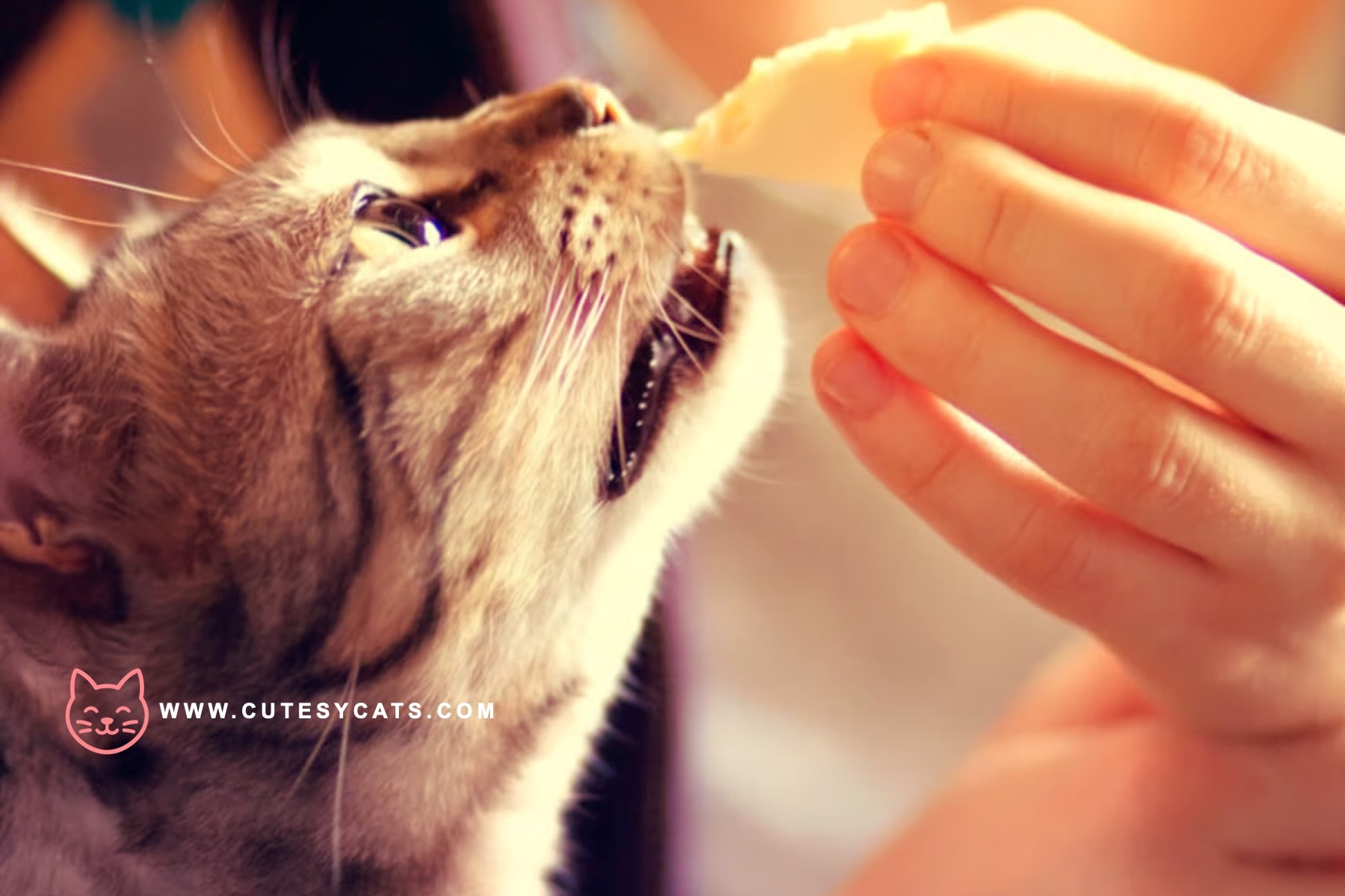 Is It Safe for Cats to Eat Cheese?