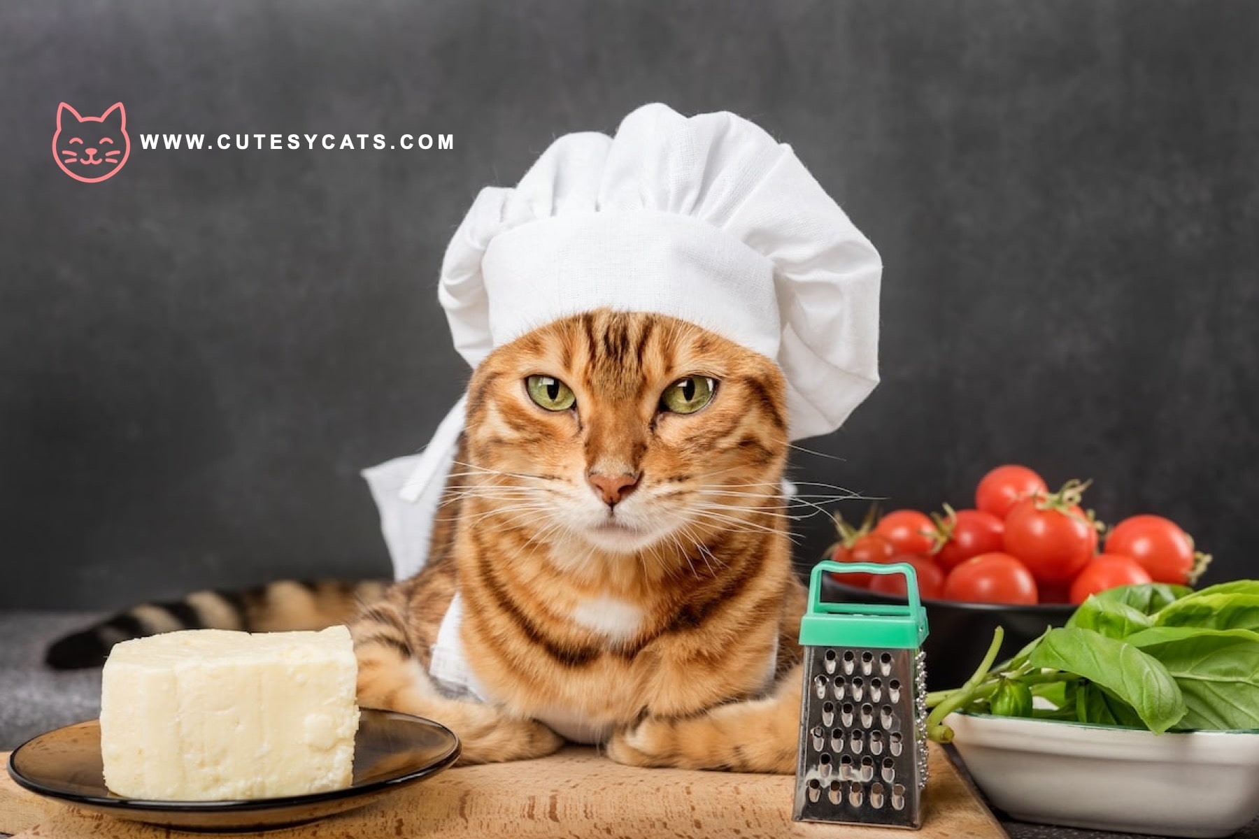 Is It Safe for Cats to Eat Cheese?