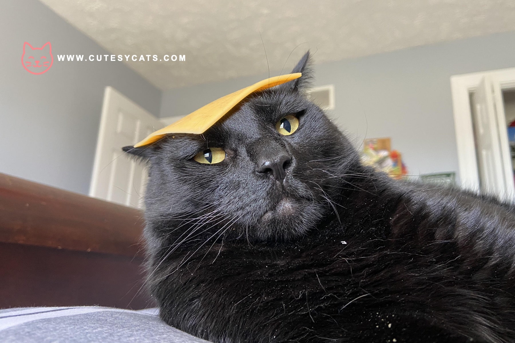 Is It Safe for Cats to Eat Cheese?