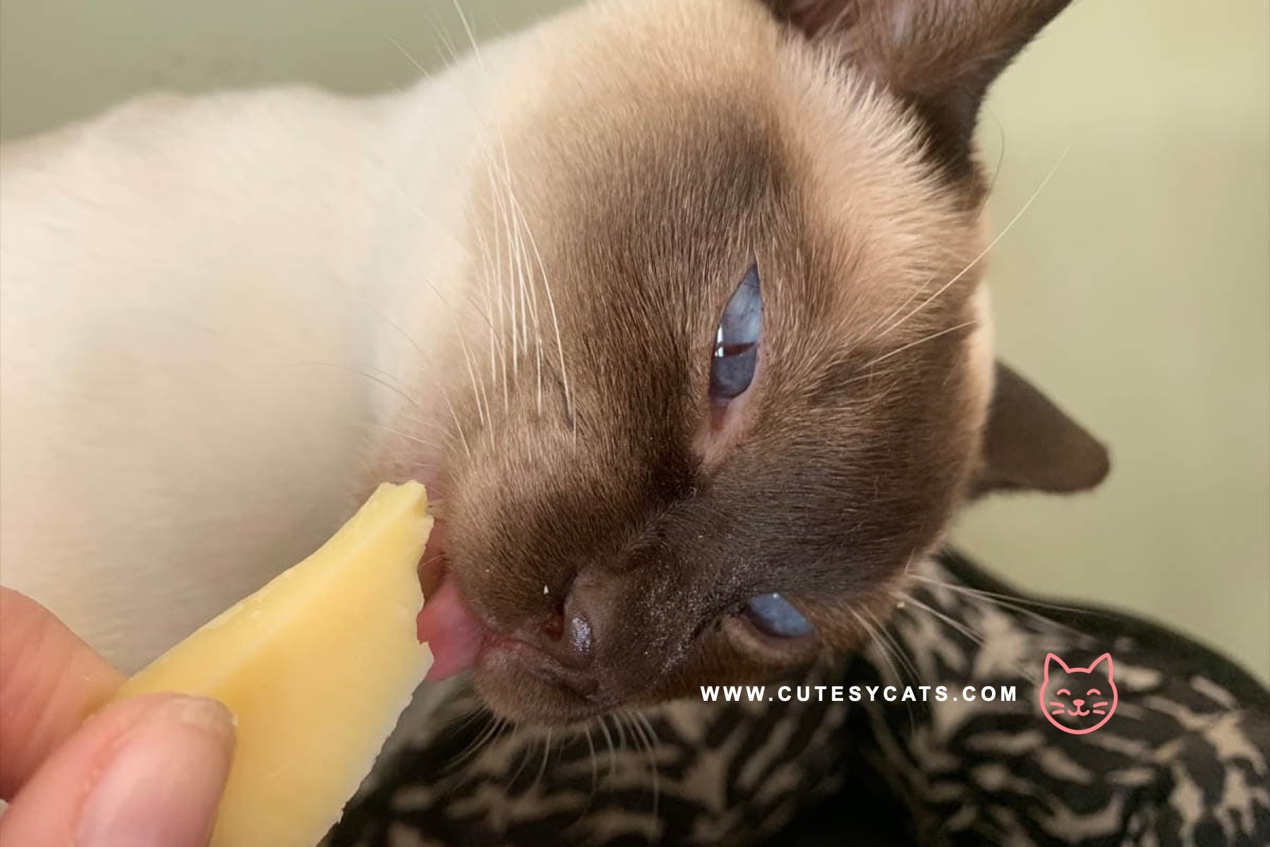 Is It Safe for Cats to Eat Cheese?