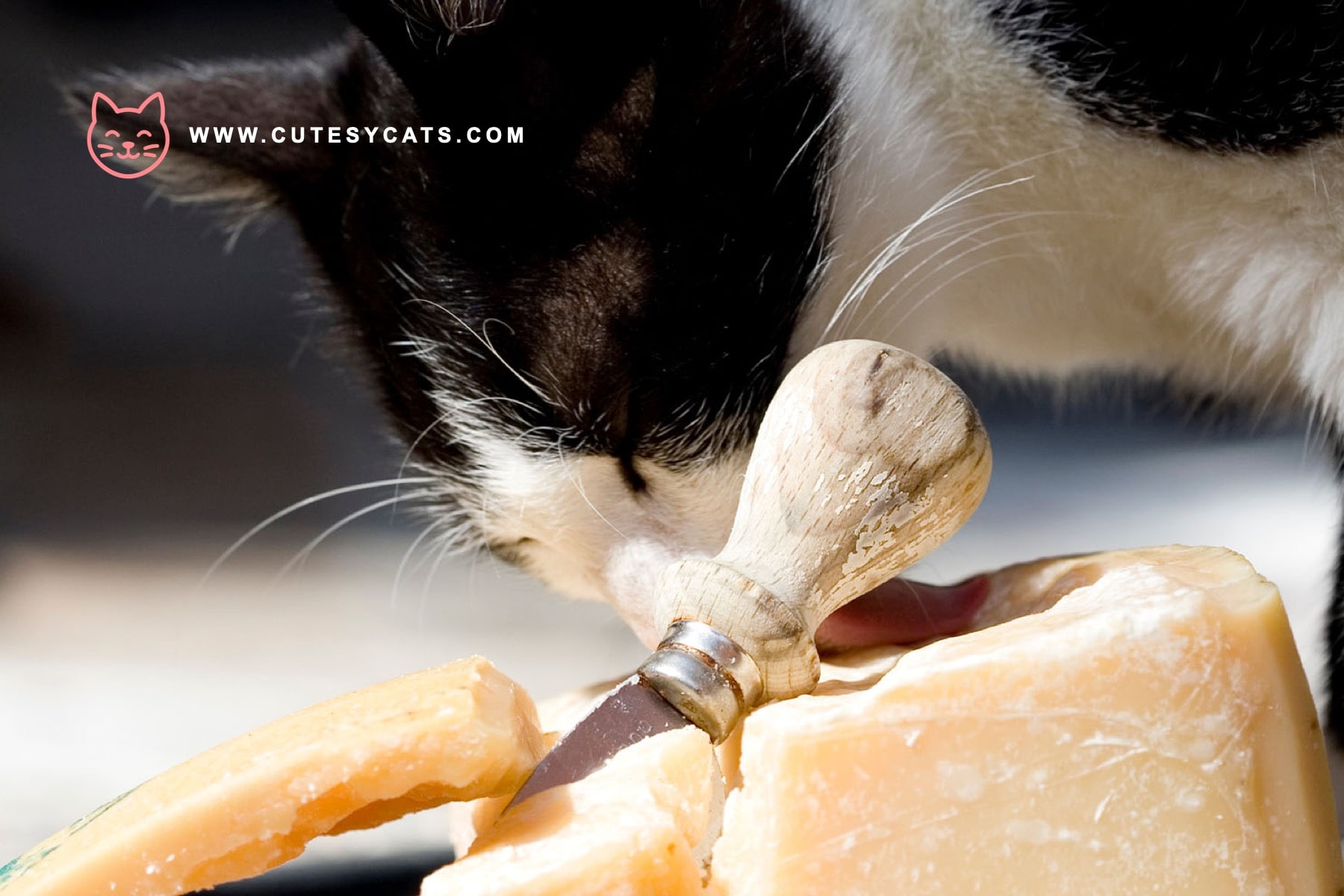 Is It Safe for Cats to Eat Cheese?
