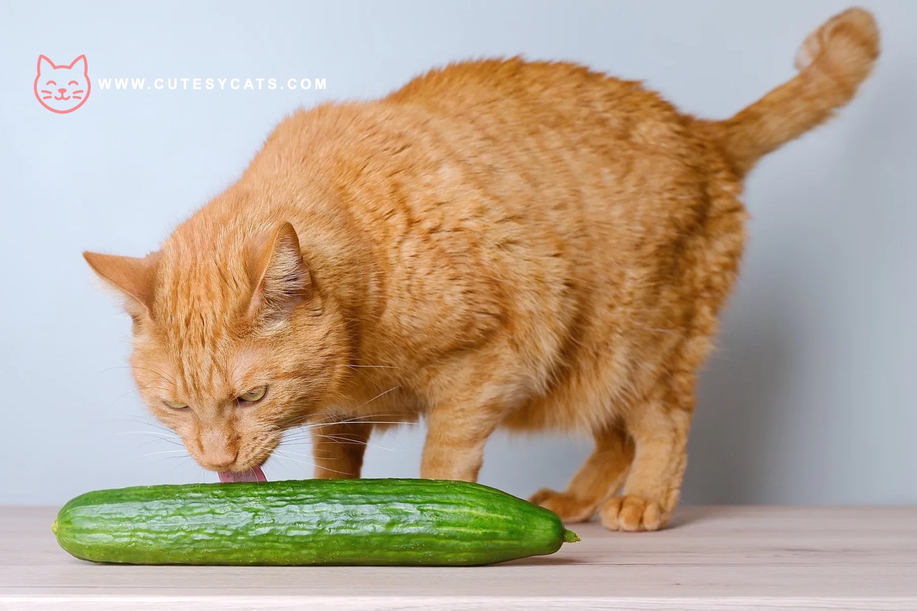 Is It Safe for Cats to Eat Cucumbers?