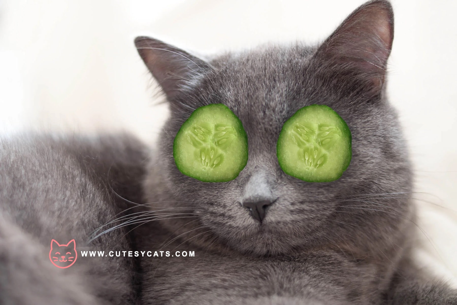 Is It Safe for Cats to Eat Cucumbers?