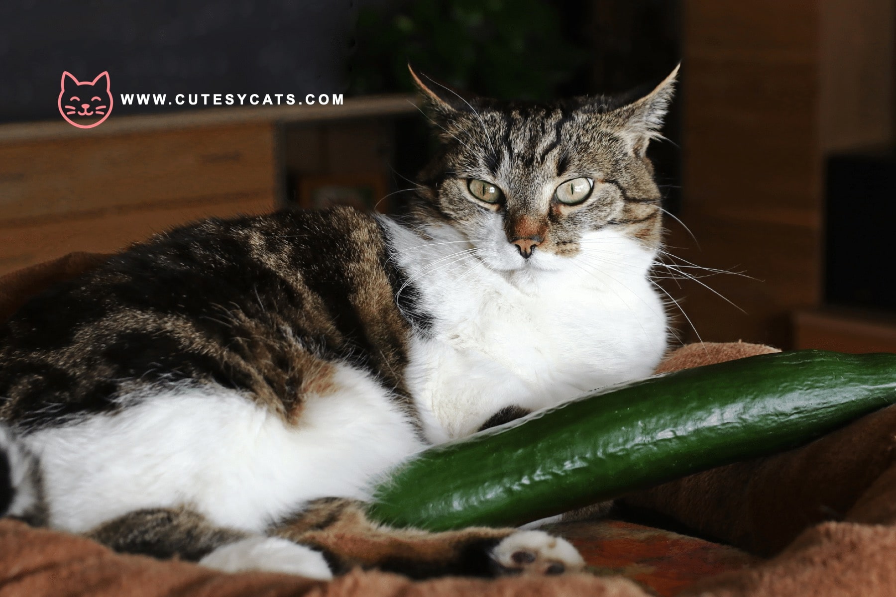 Is It Safe for Cats to Eat Cucumbers?