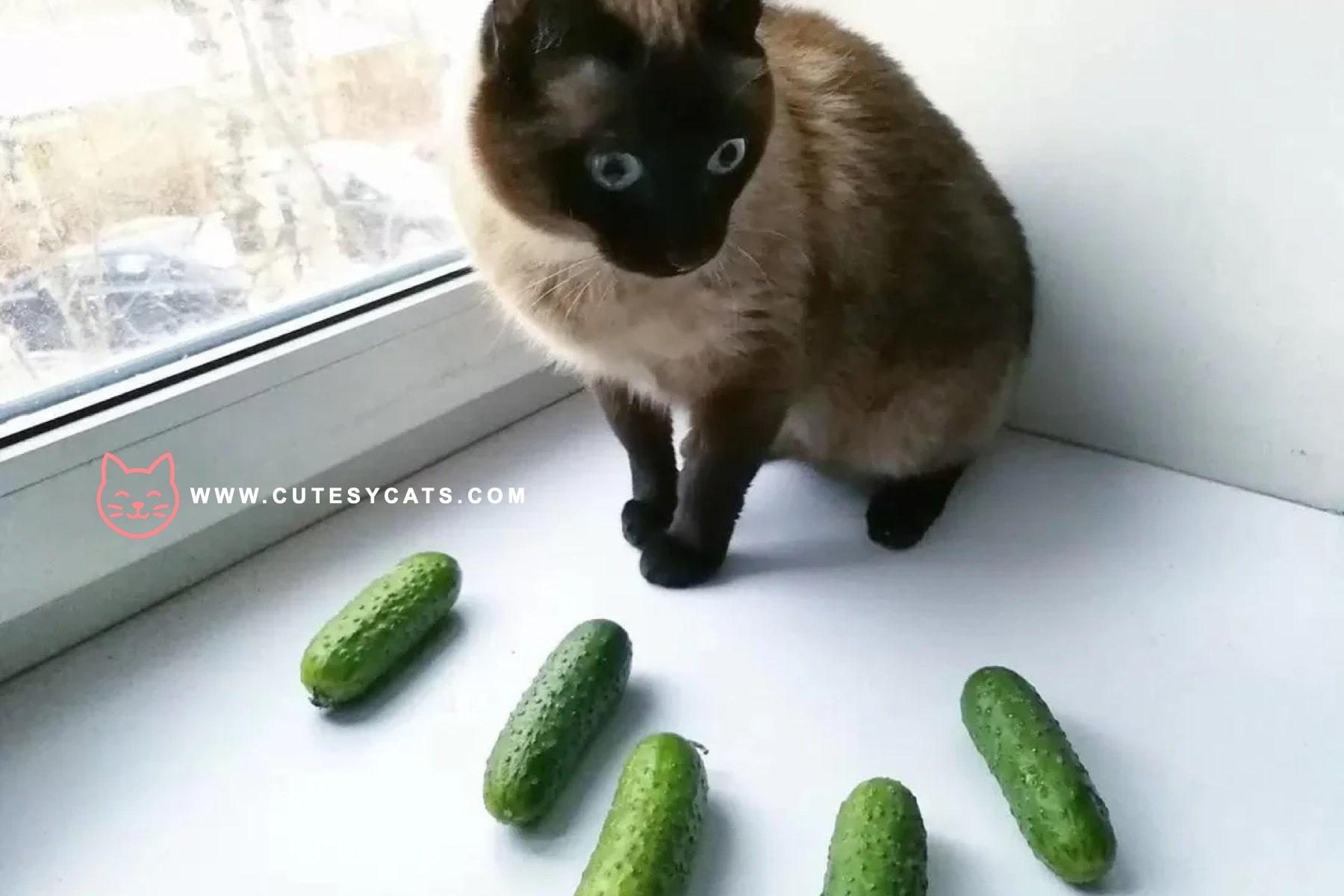Is It Safe for Cats to Eat Cucumbers?