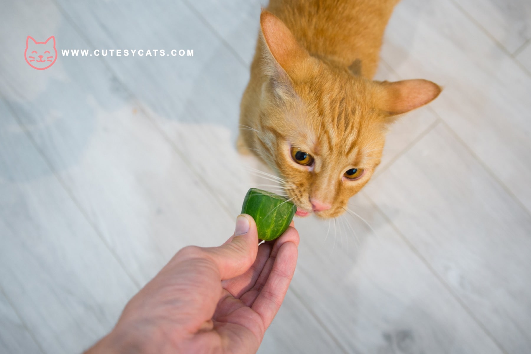 Is It Safe for Cats to Eat Cucumbers?