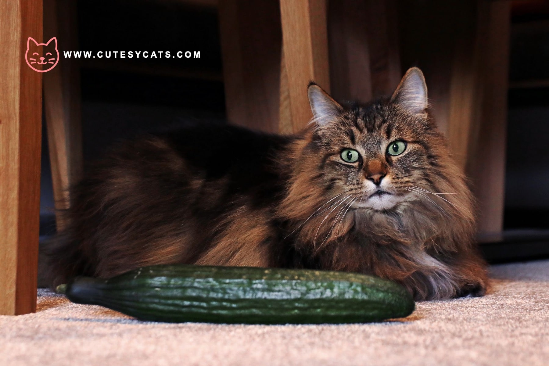 Is It Safe for Cats to Eat Cucumbers?