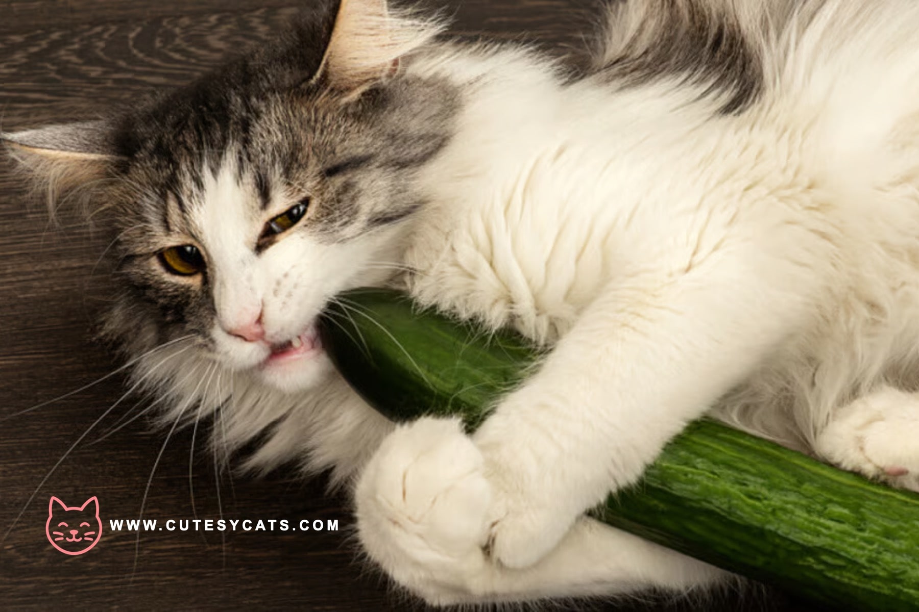 Is It Safe for Cats to Eat Cucumbers?