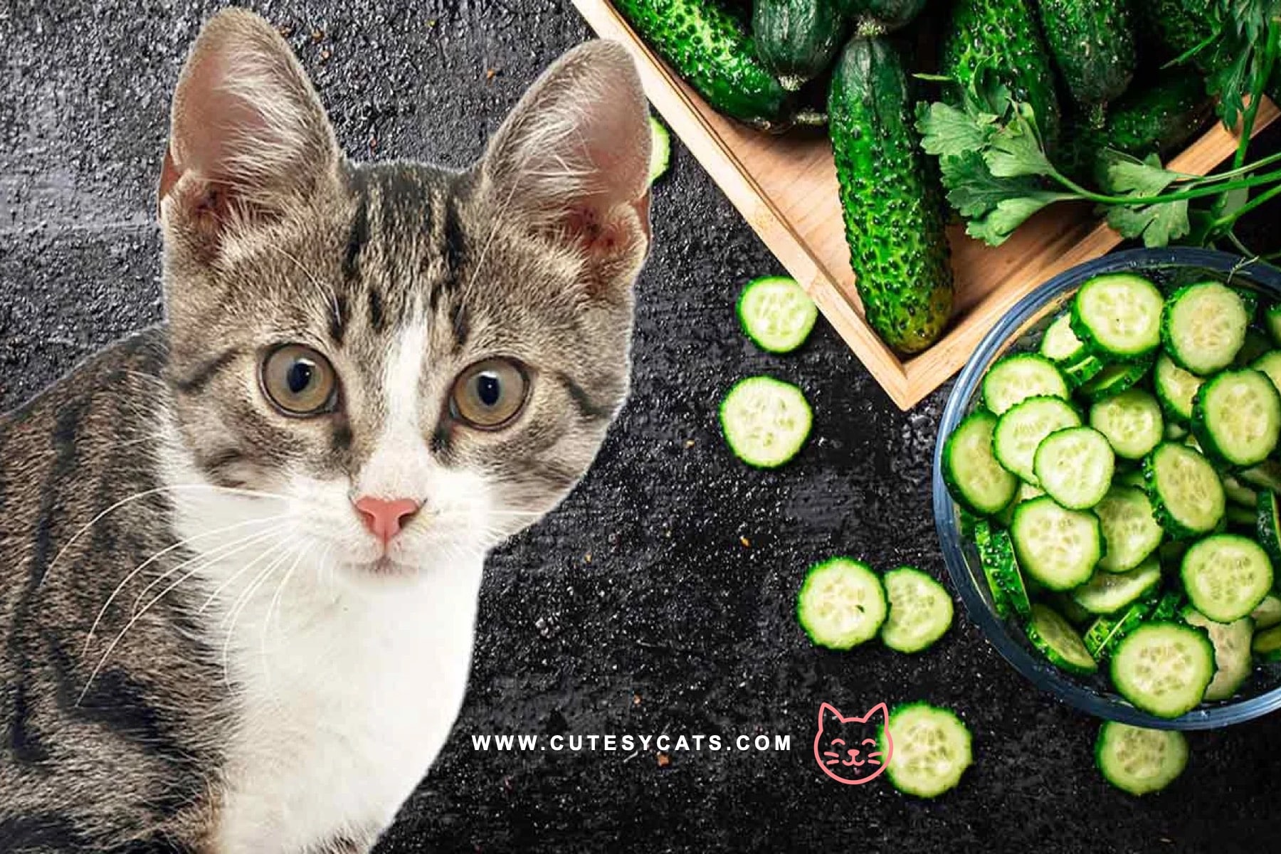 Is It Safe for Cats to Eat Cucumbers?
