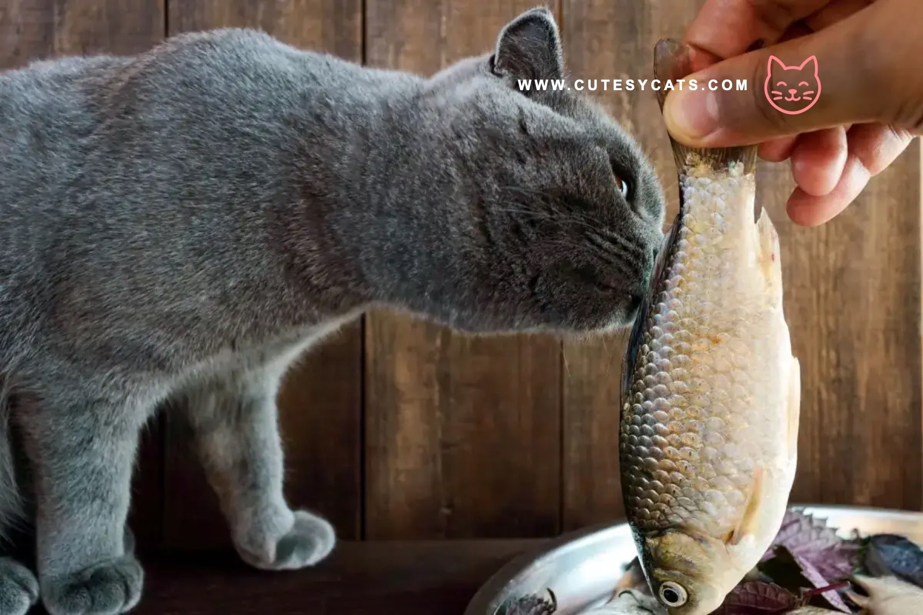 Is It Safe for Cats to Eat Fish?