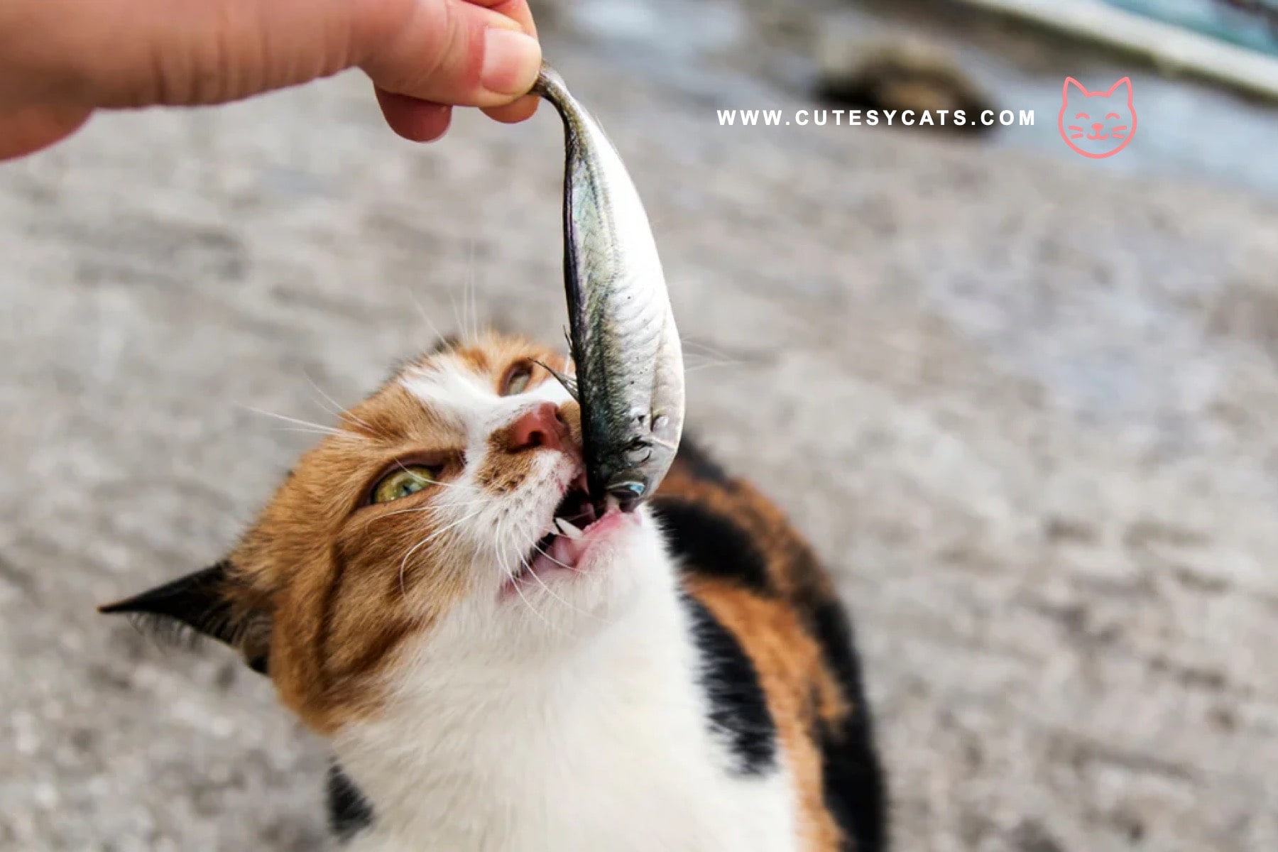 Is It Safe for Cats to Eat Fish?