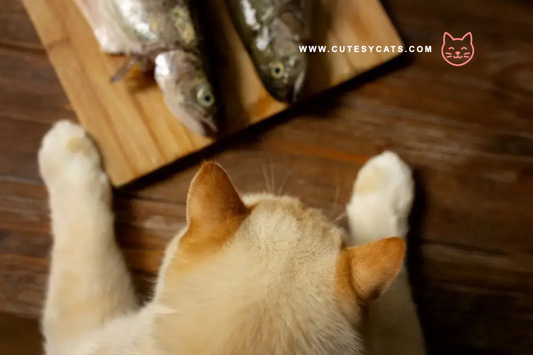 Is It Safe for Cats to Eat Fish?