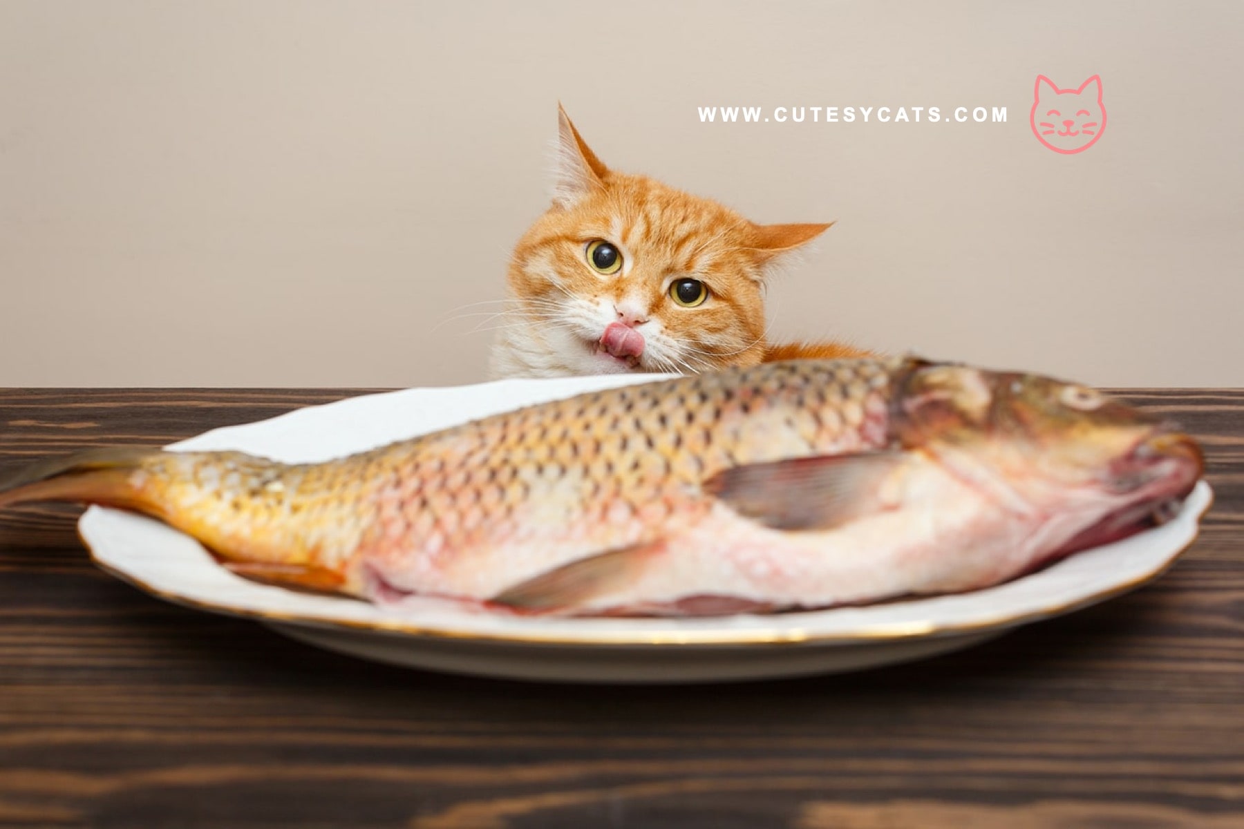 Is It Safe for Cats to Eat Fish?