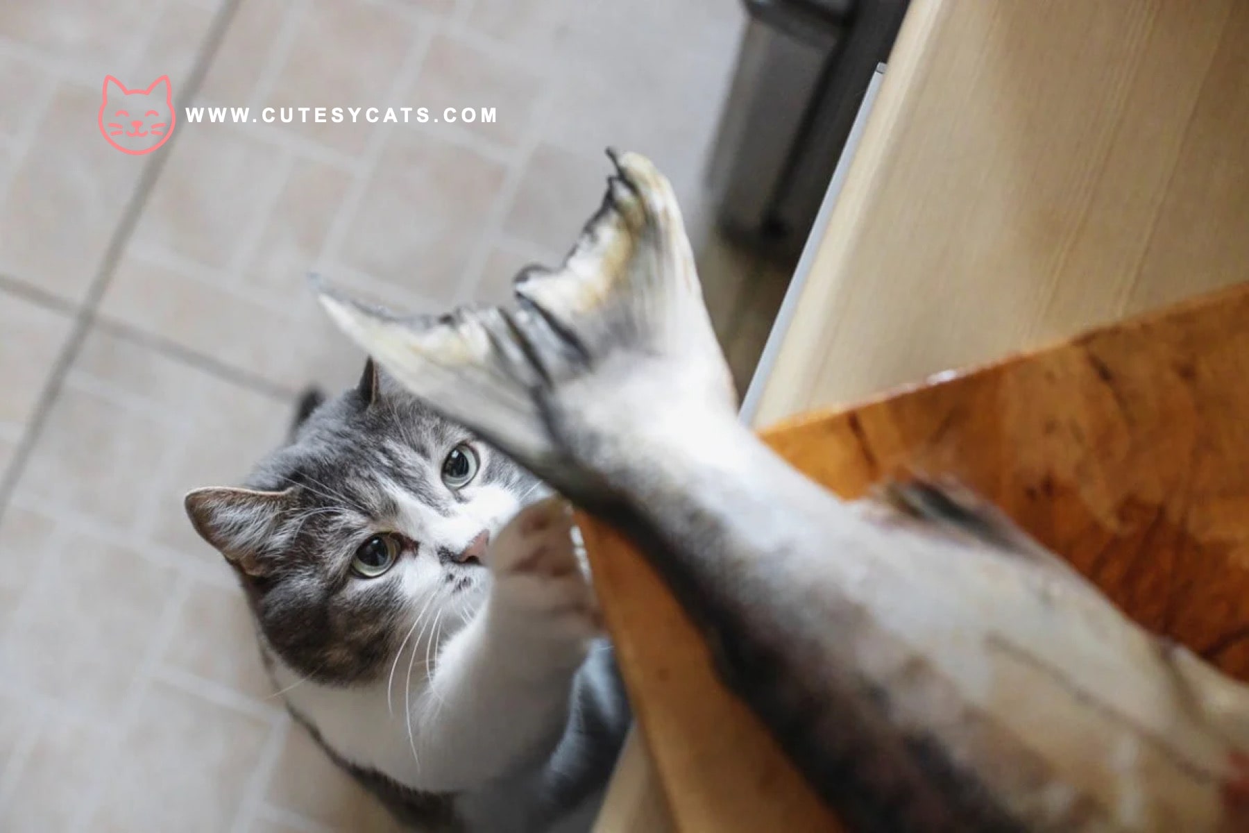 Is It Safe for Cats to Eat Fish?