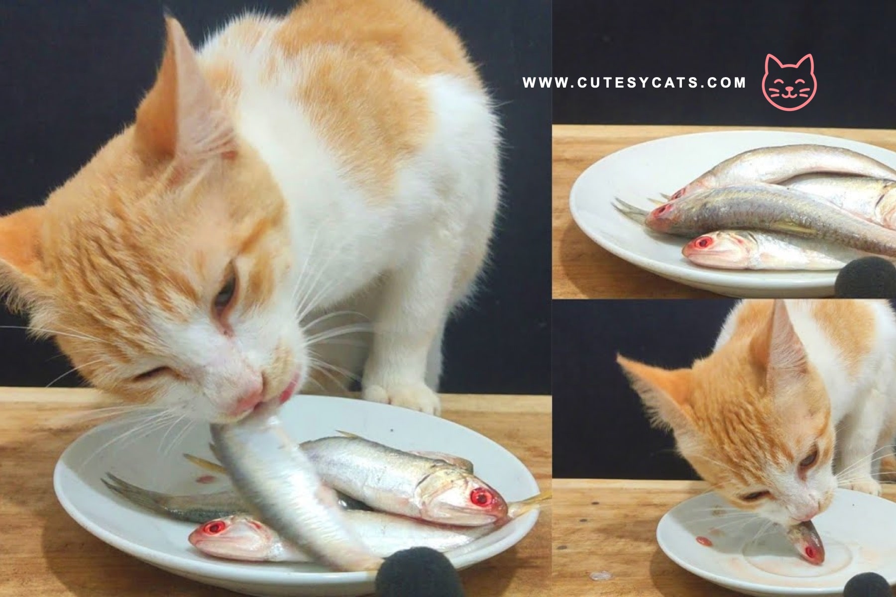 Is It Safe for Cats to Eat Fish?