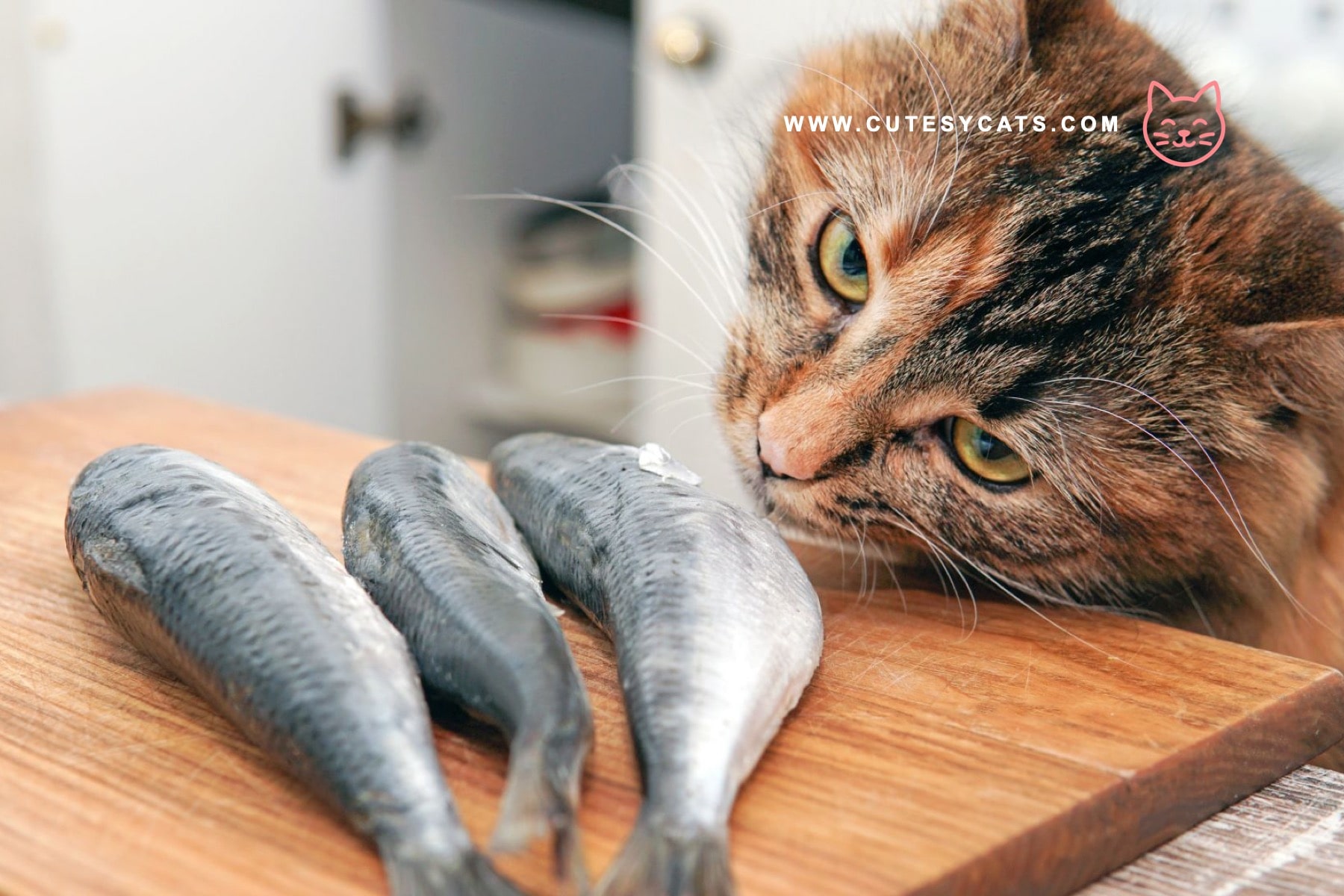 Is It Safe for Cats to Eat Fish?