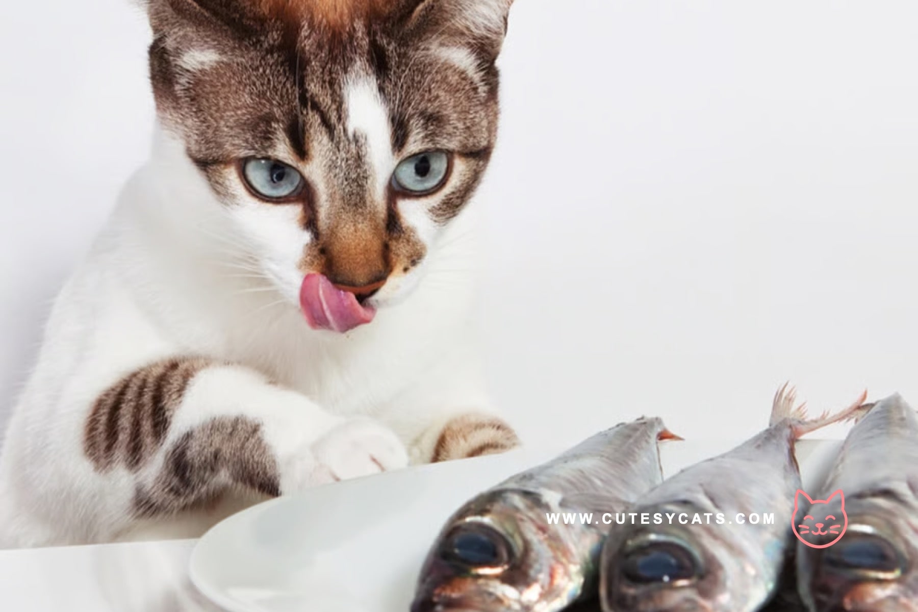 Is It Safe for Cats to Eat Fish?