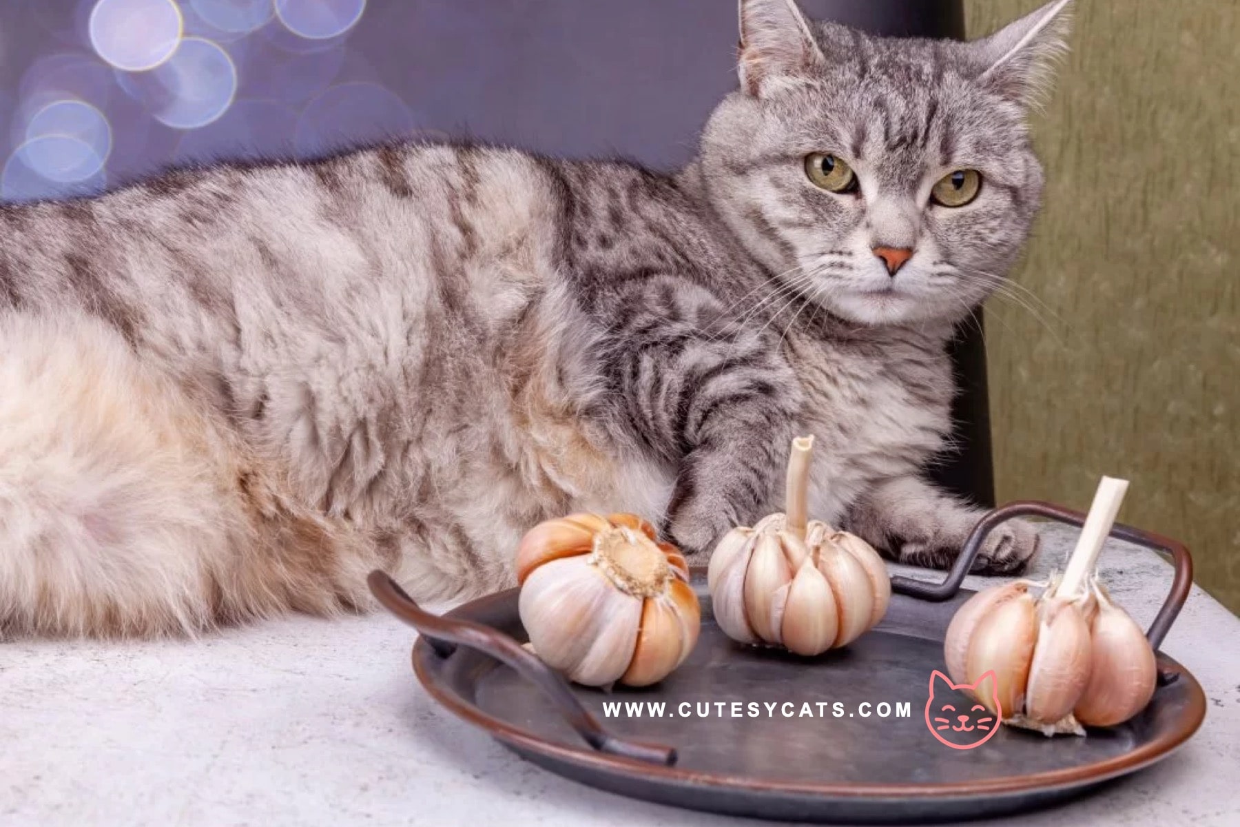 Is It Safe for Cats to Eat Garlic?