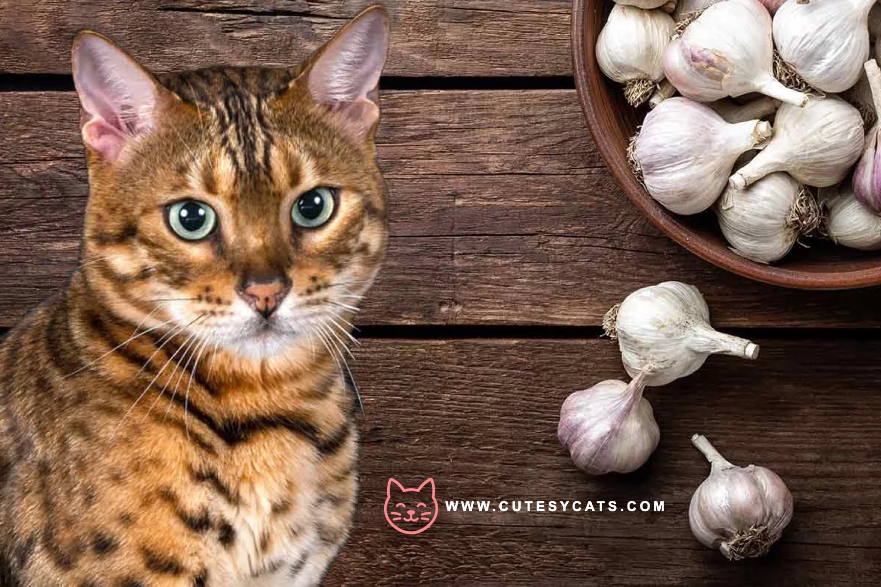 Is It Safe for Cats to Eat Garlic?