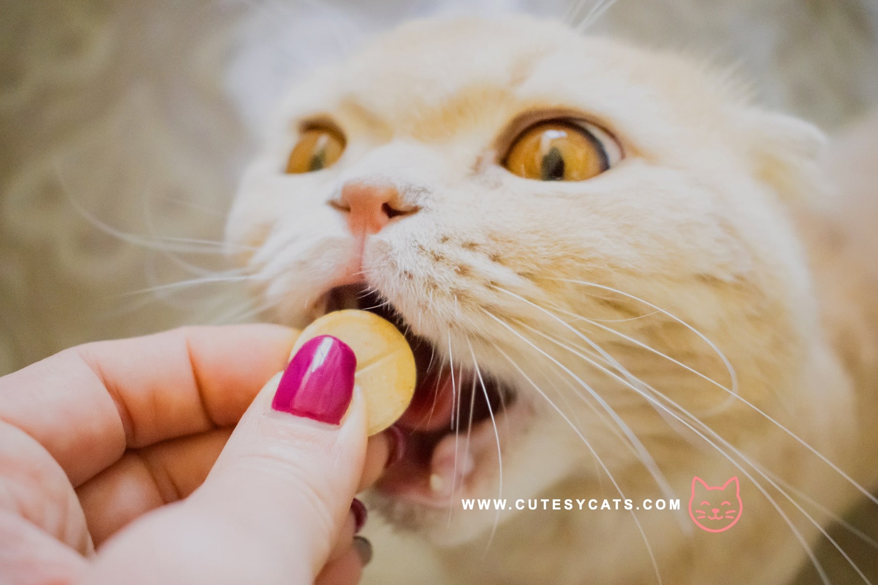 Is It Safe for Cats to Eat Garlic?