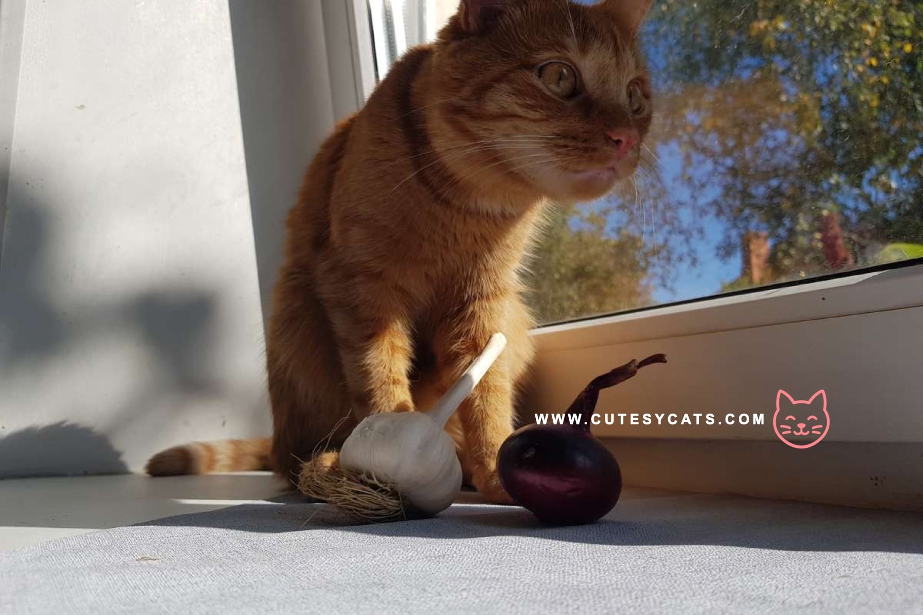 Is It Safe for Cats to Eat Onions?