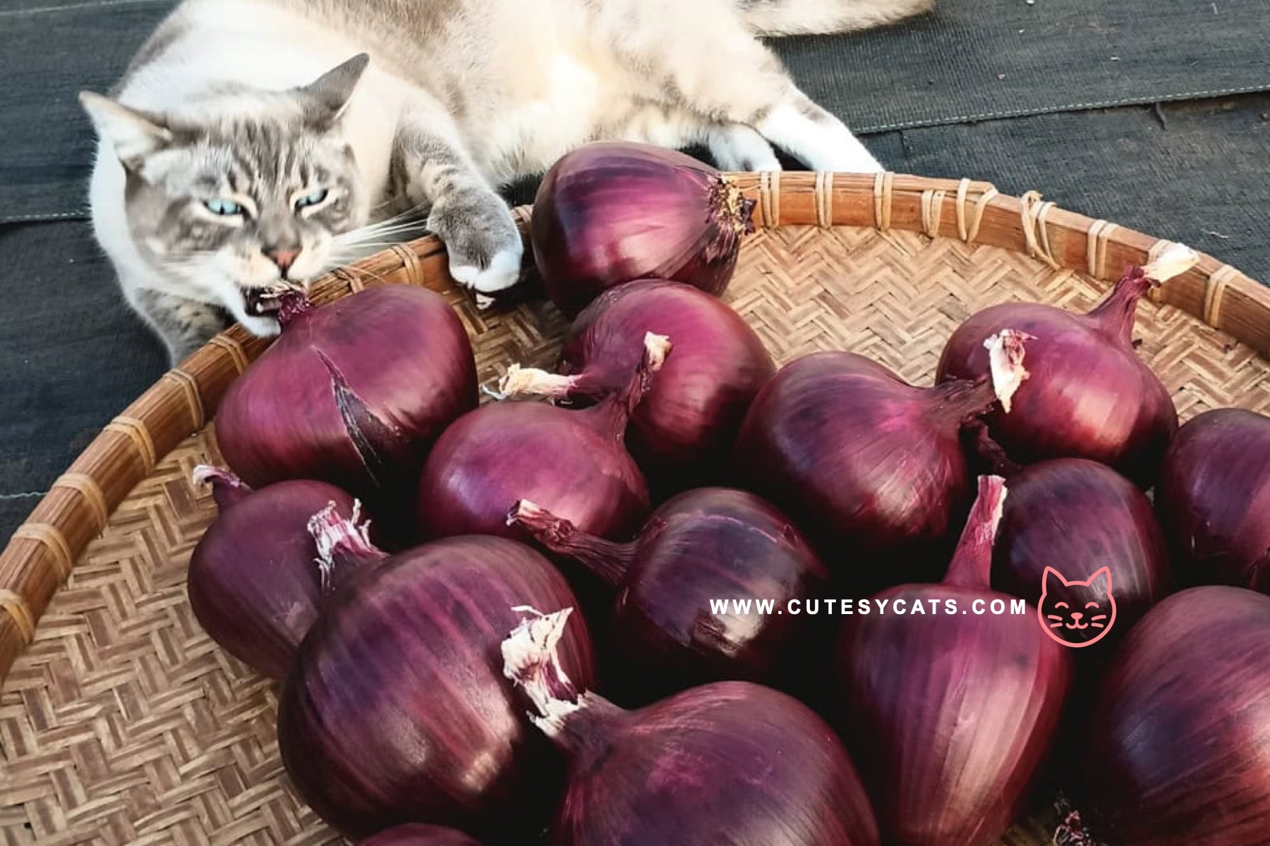 Is It Safe for Cats to Eat Onions?