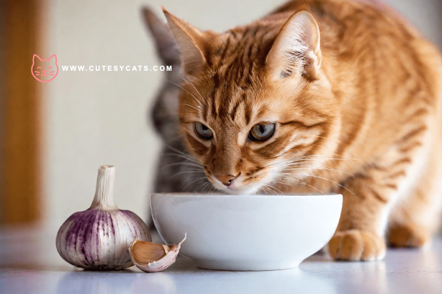 Is It Safe for Cats to Eat Onions?