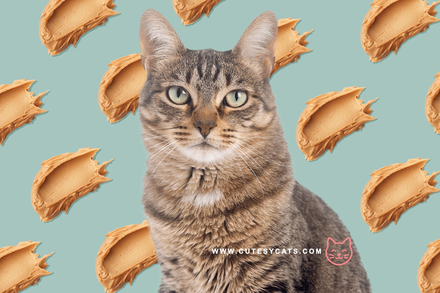 Is It Safe for Cats to Eat Peanut Butter?