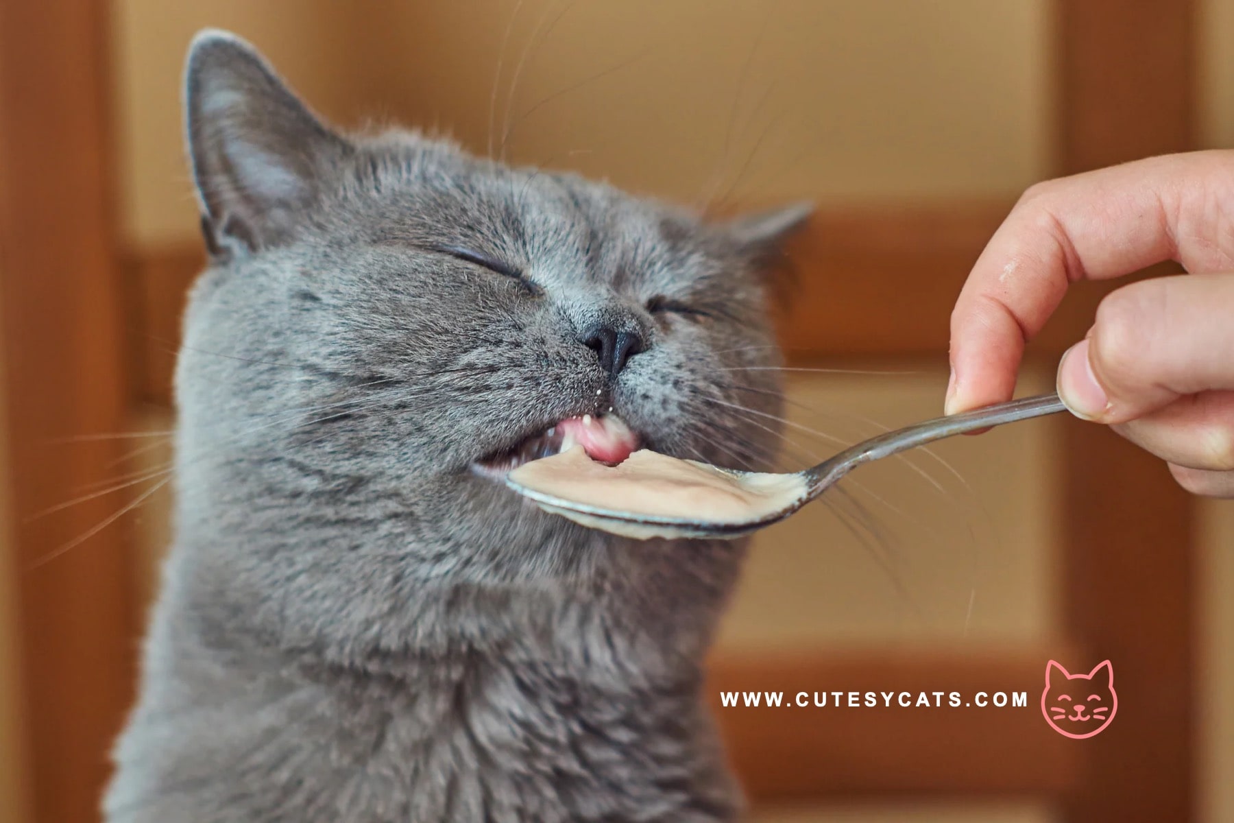 Is It Safe for Cats to Eat Peanut Butter?