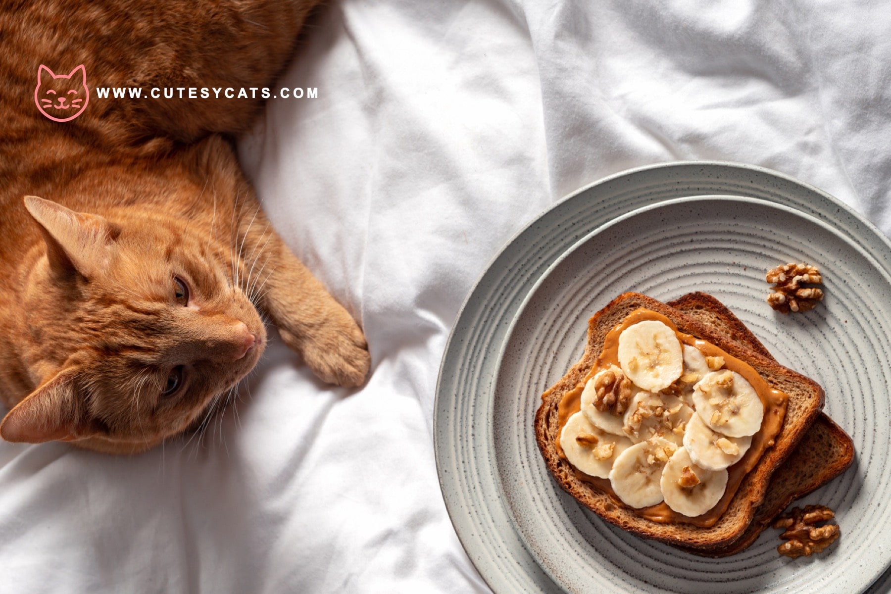 Is It Safe for Cats to Eat Peanut Butter?