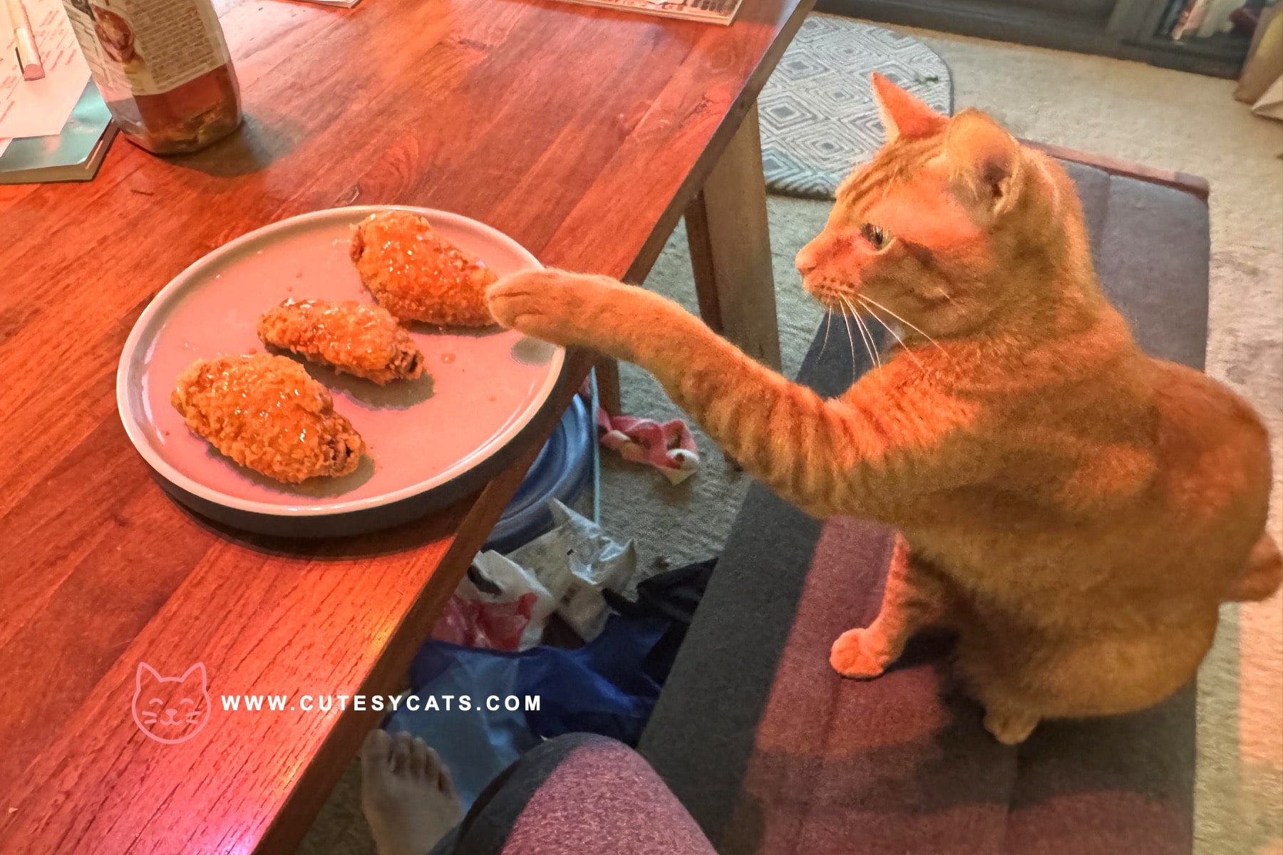 Is It Safe for Cats to Eat a Chicken?