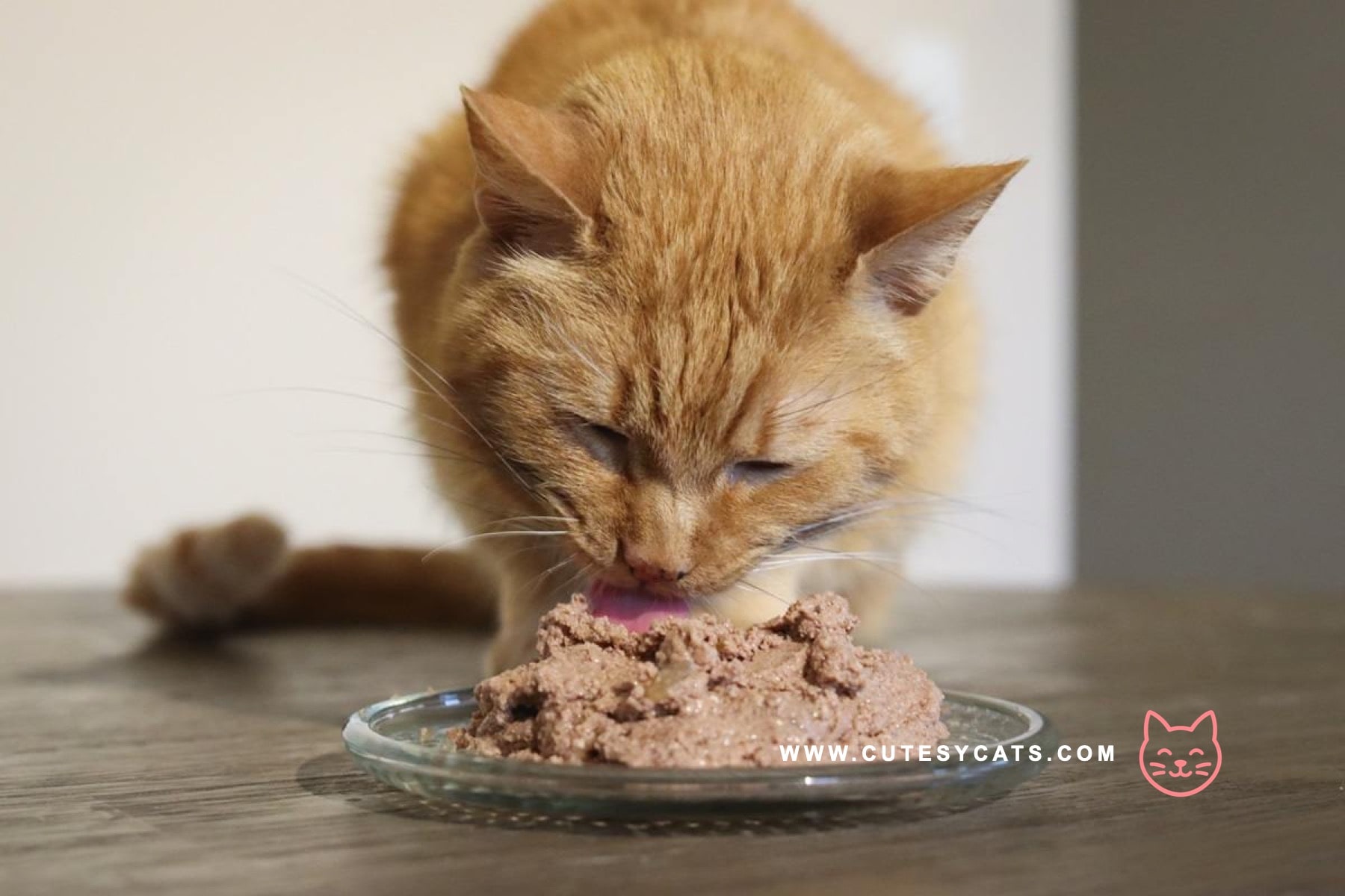 Is It Safe for Cats to Eat a Chicken?