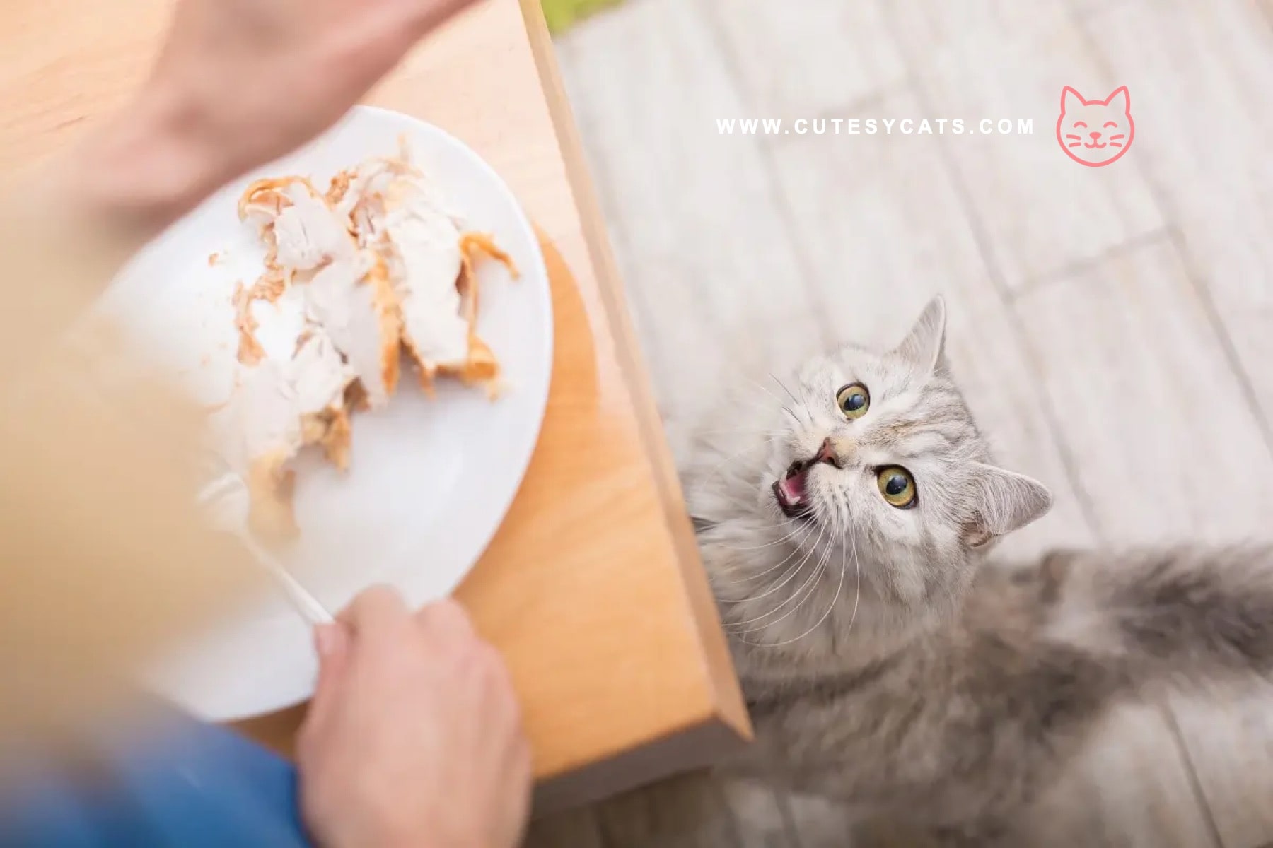 Is It Safe for Cats to Eat a Chicken?