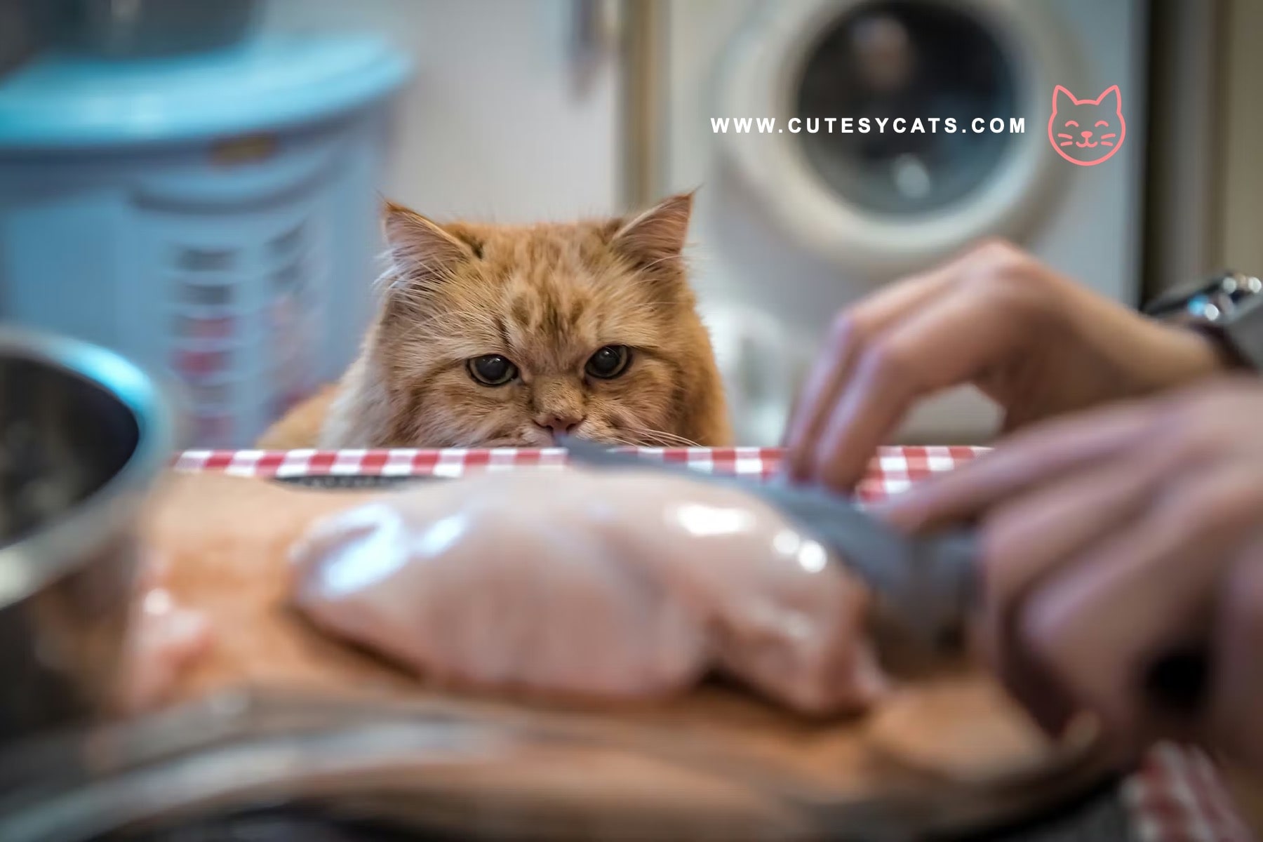 Is It Safe for Cats to Eat a Chicken?