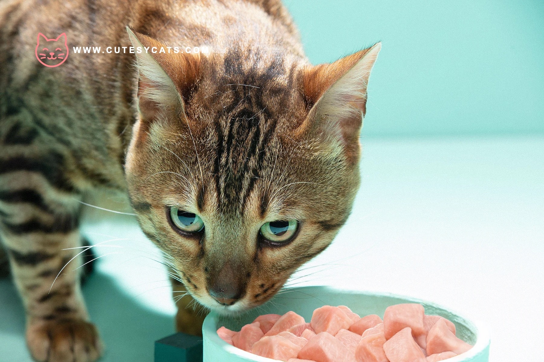 Is It Safe for Cats to Eat a Chicken?