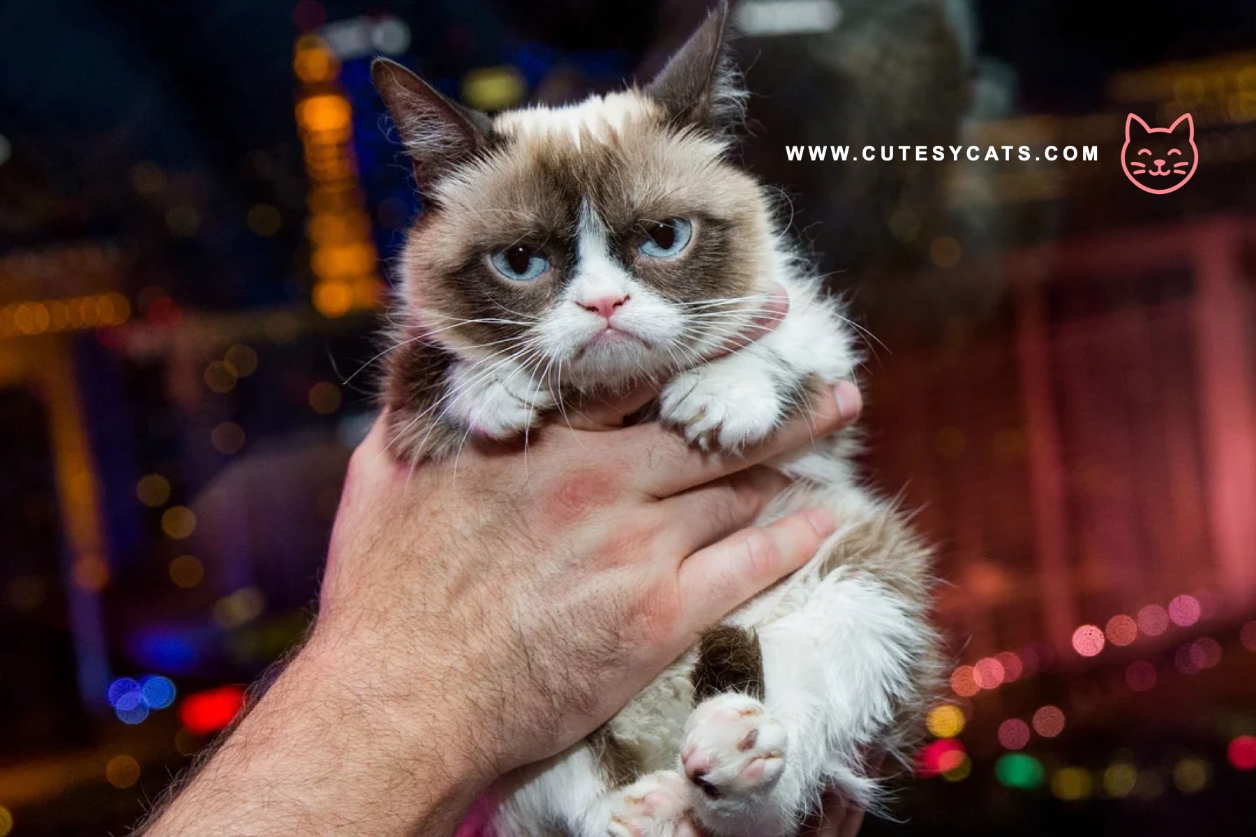 Why Is Your Cat Grumpy at Christmas Parties?