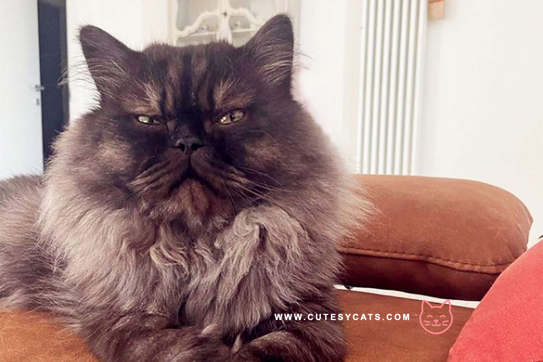 Why Is Your Cat Grumpy at Christmas Parties?