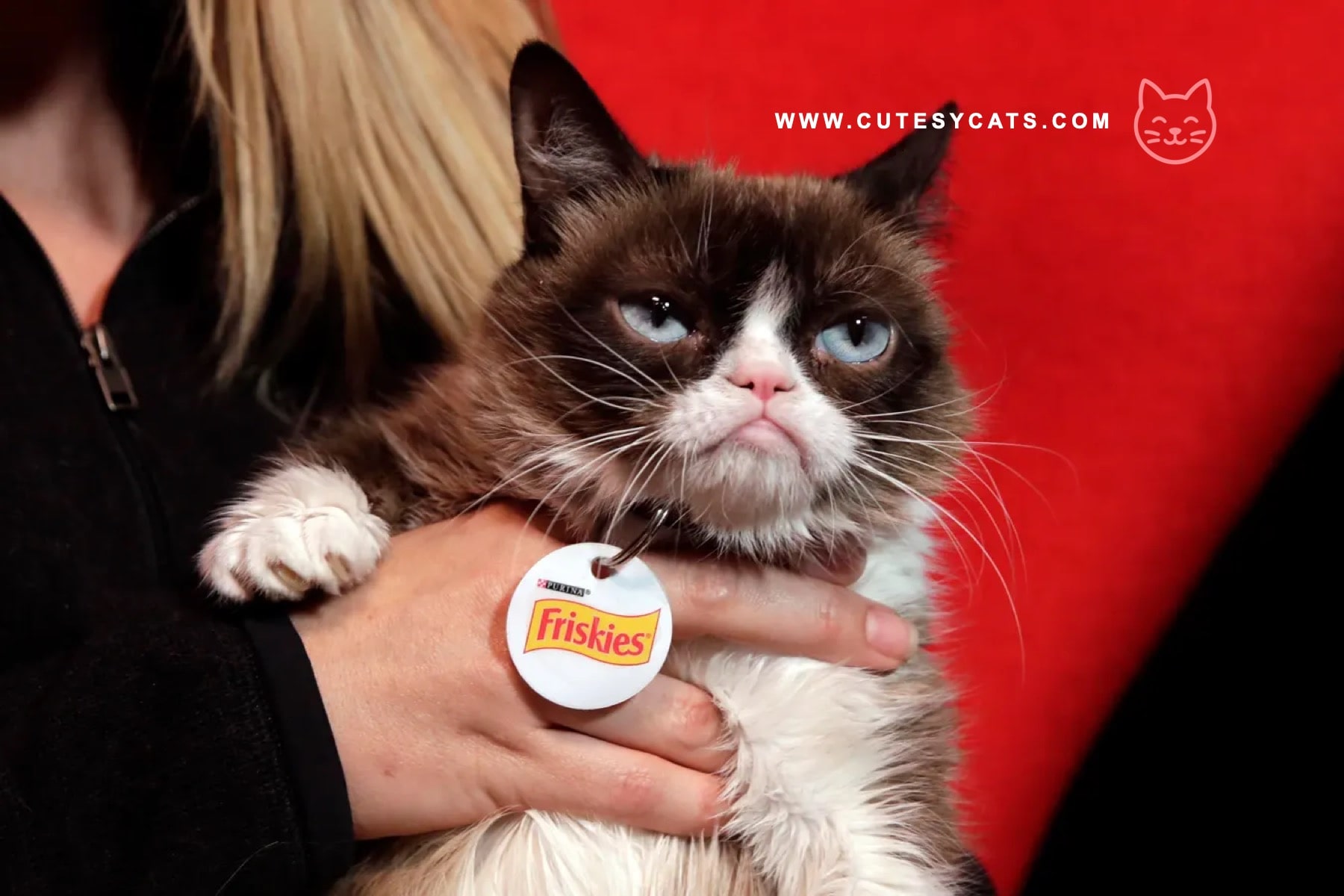 Why Is Your Cat Grumpy at Christmas Parties?